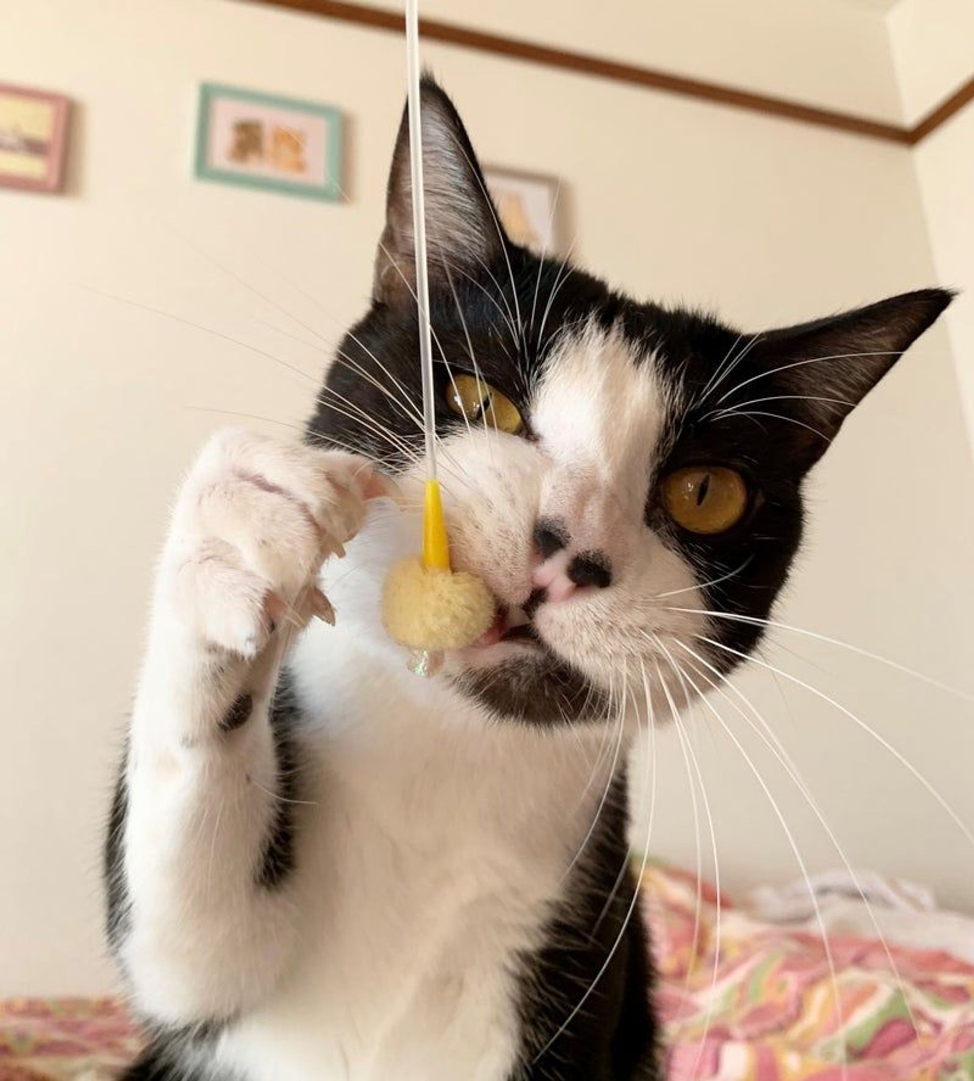 雑種（ミックス猫）・オスの里親募集の写真