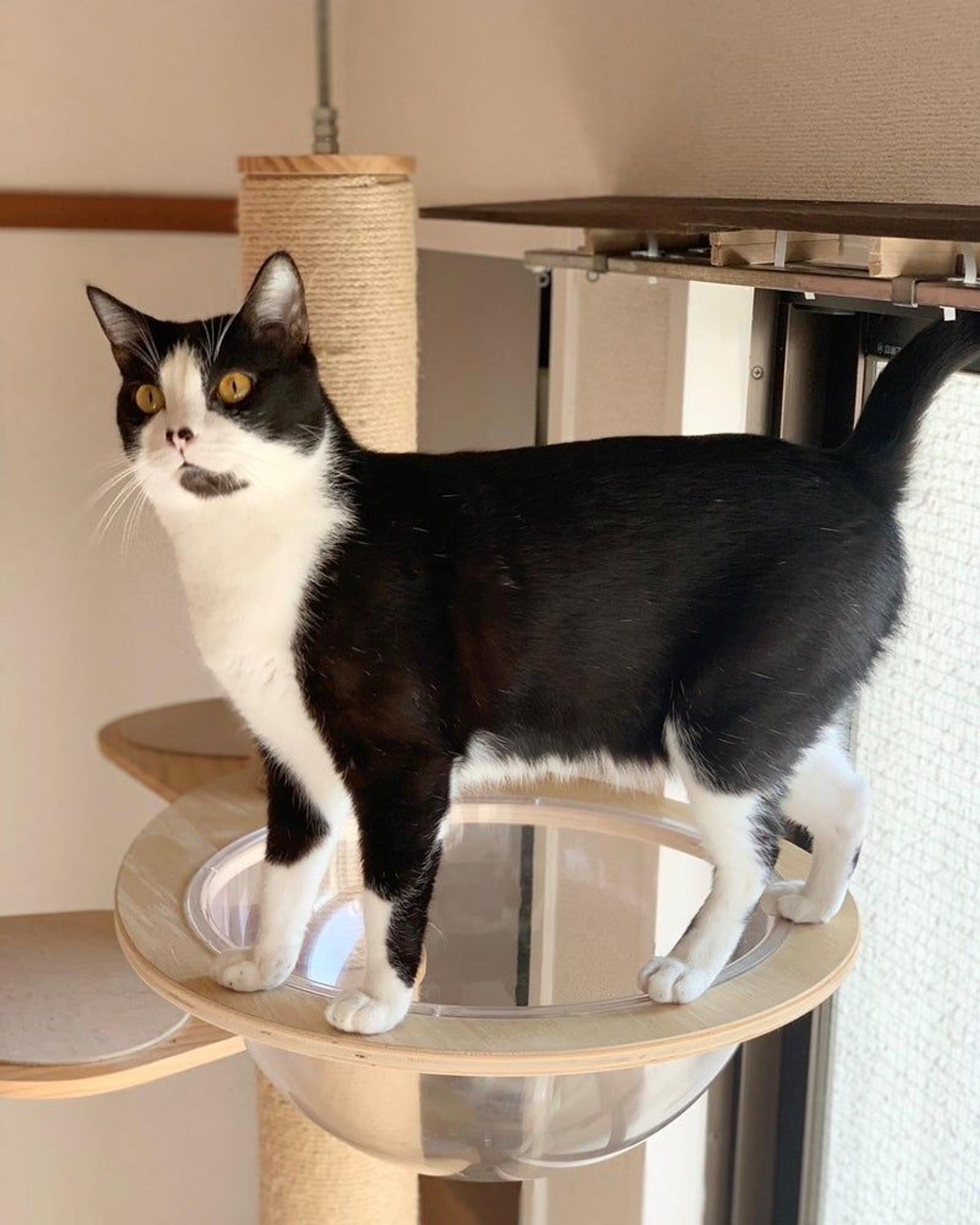 pet-image-2