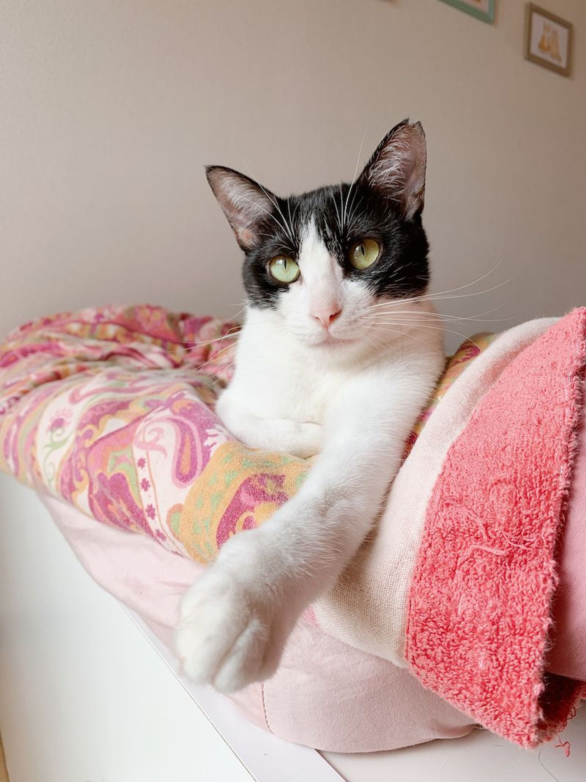 雑種（ミックス猫）・メスの里親募集の写真
