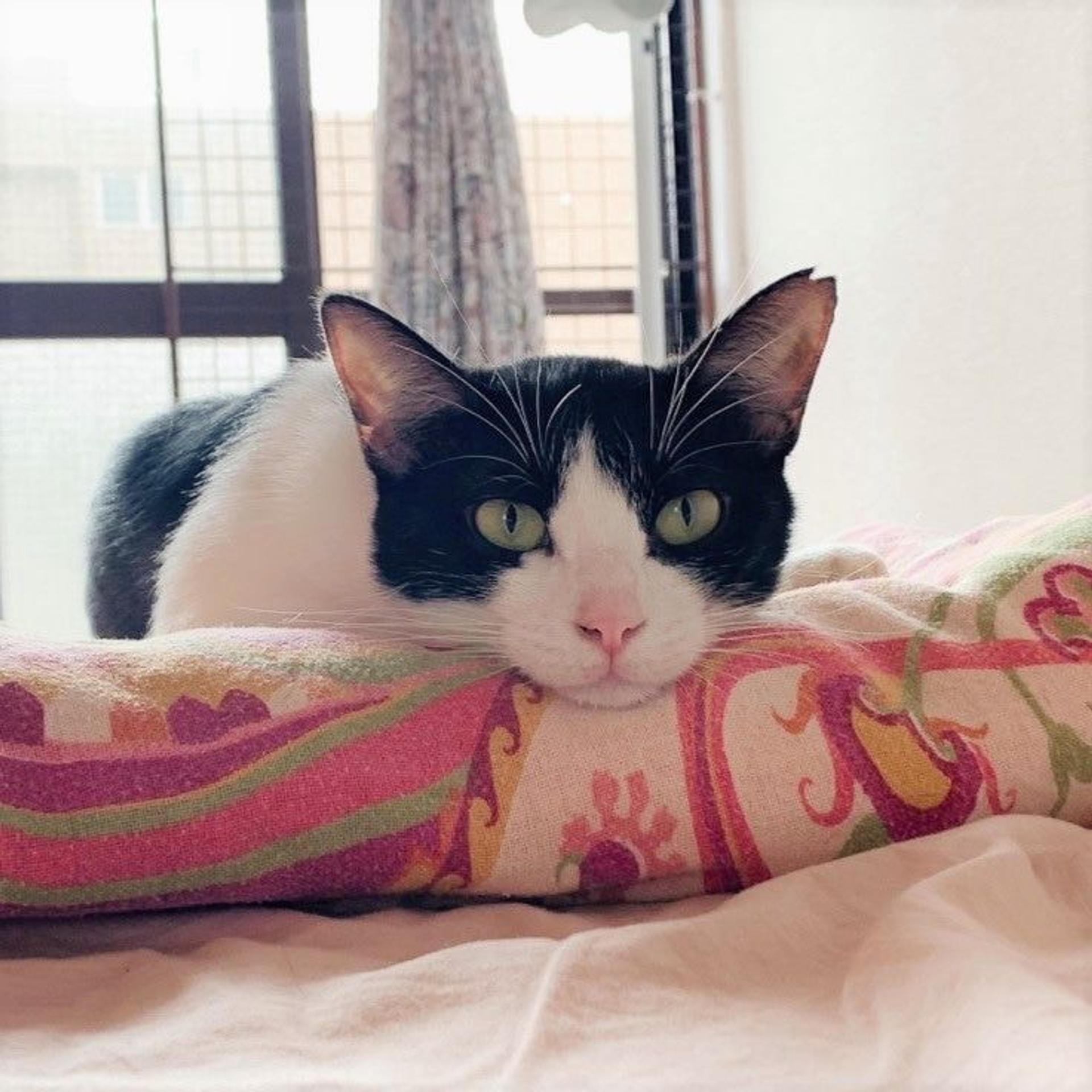 pet-image-2