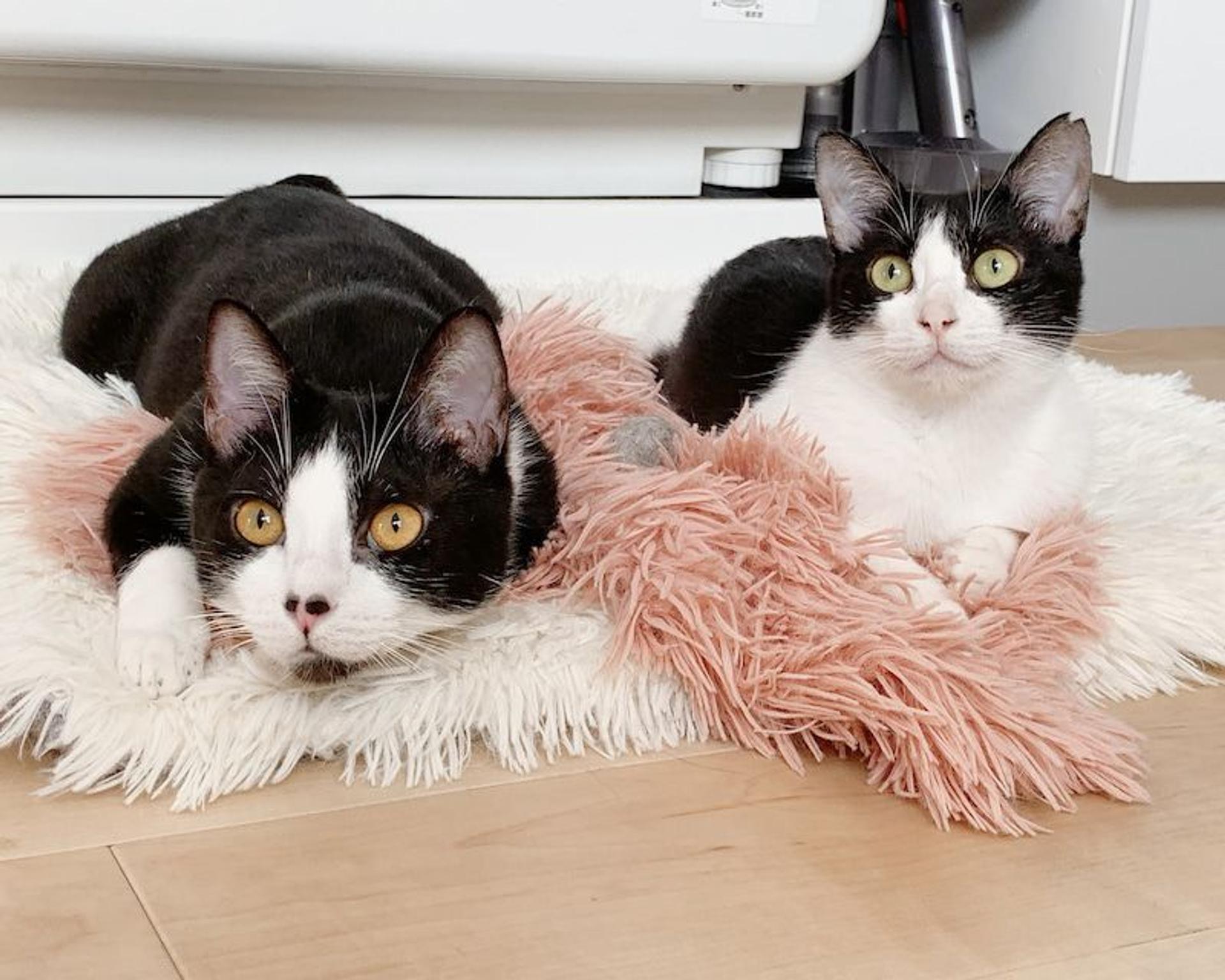 pet-image-3