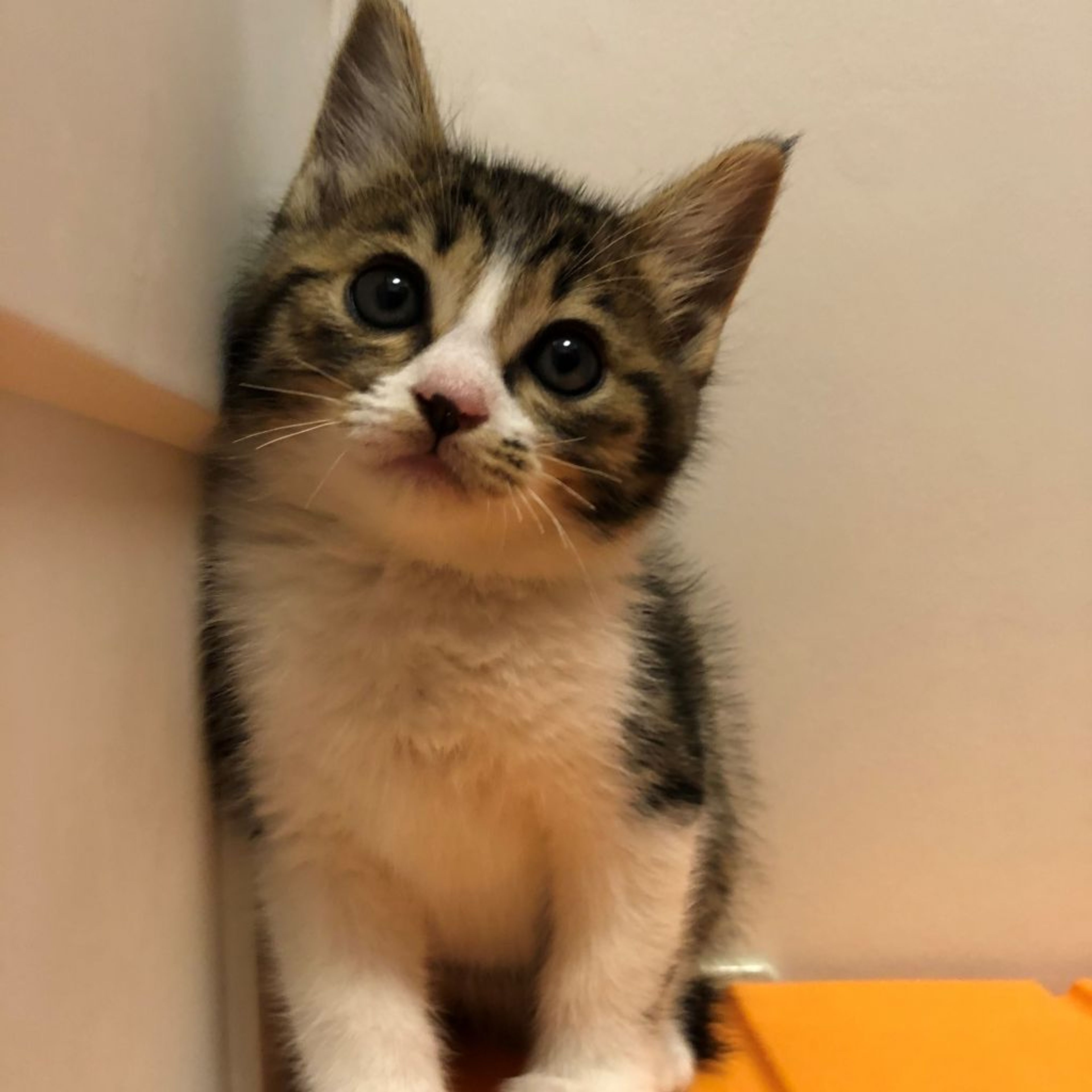 雑種（ミックス猫）・オスの里親募集の写真