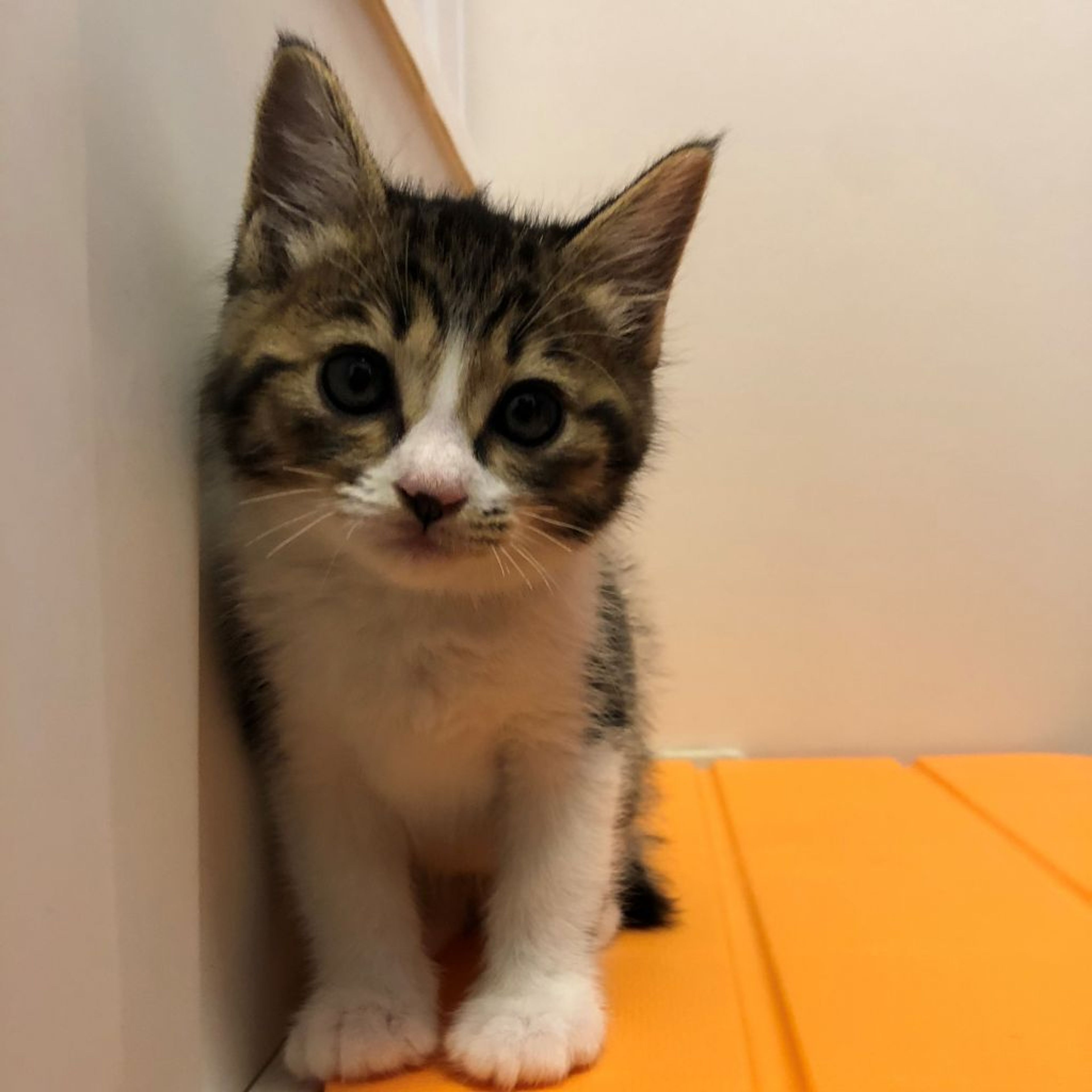 pet-image-2