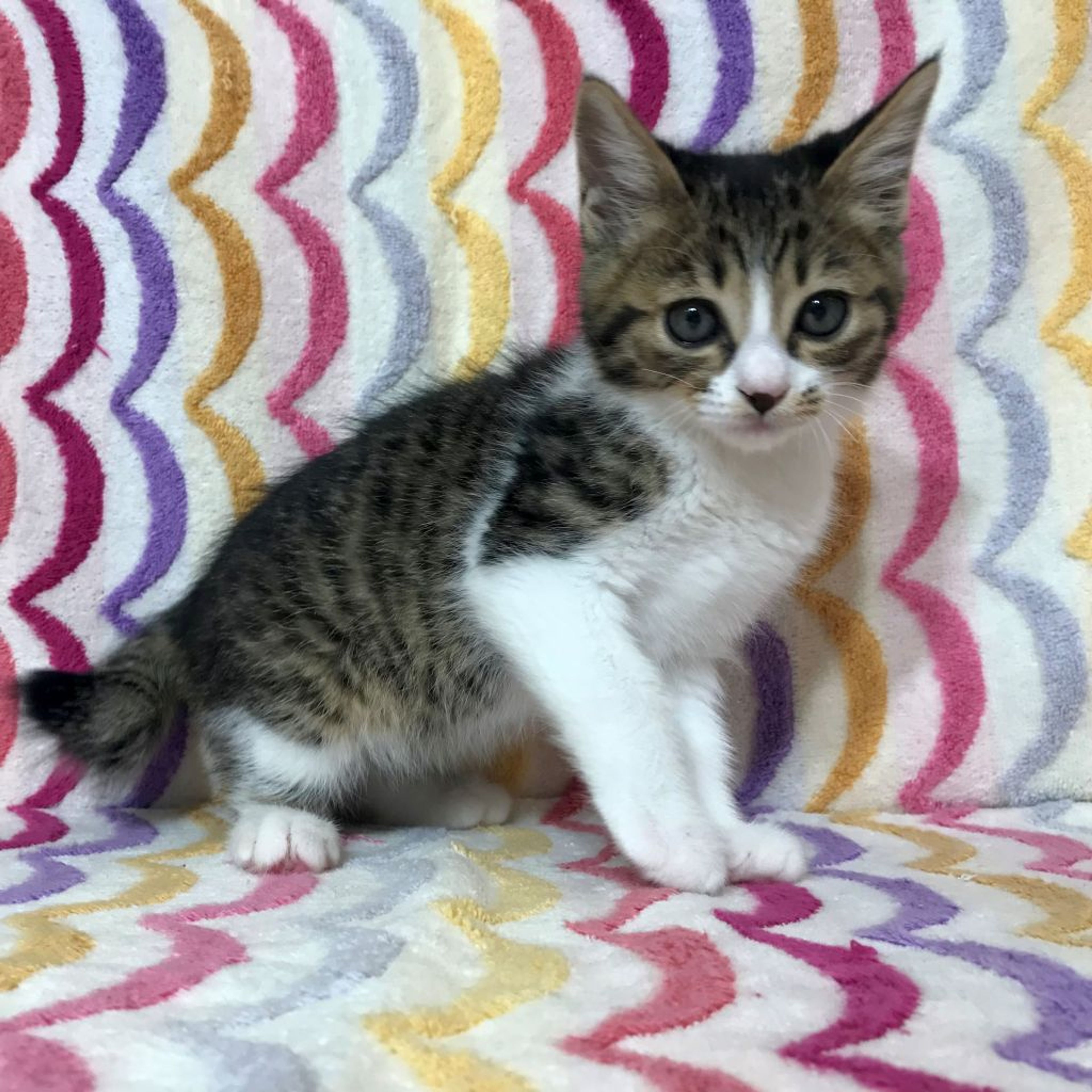 pet-image-3