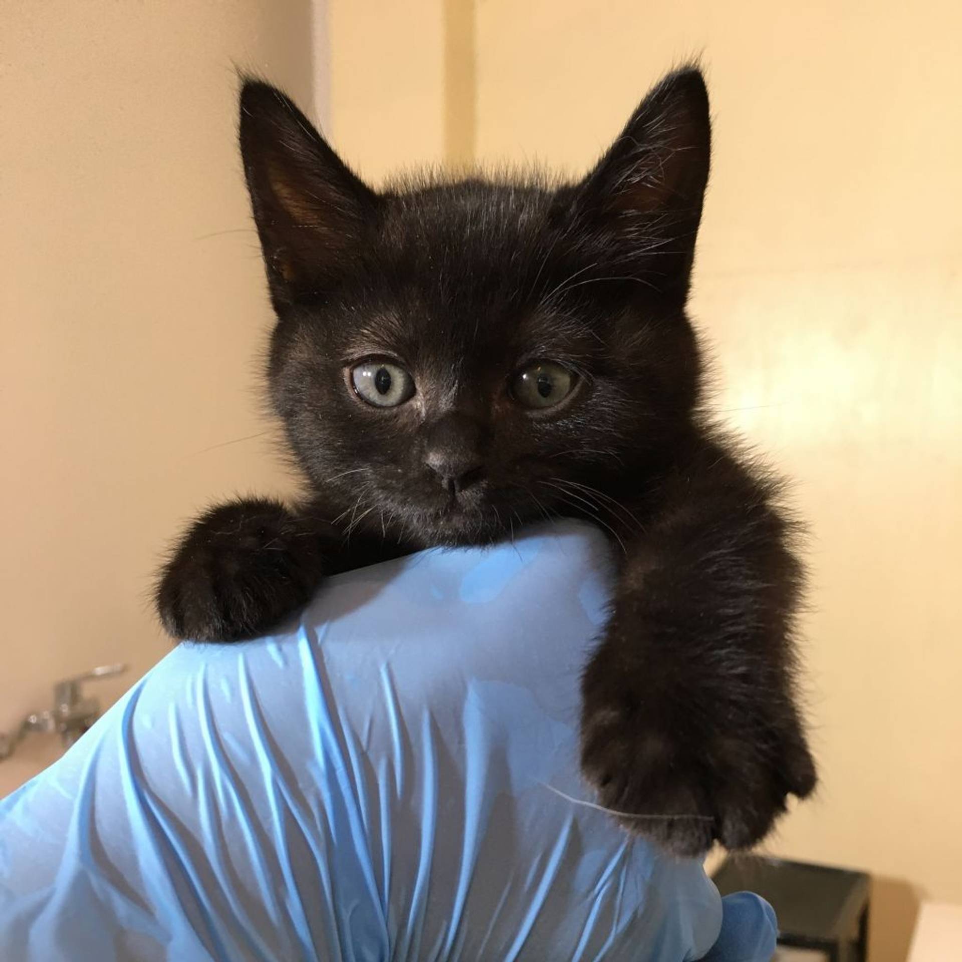 雑種（ミックス猫）・メスの里親募集の写真