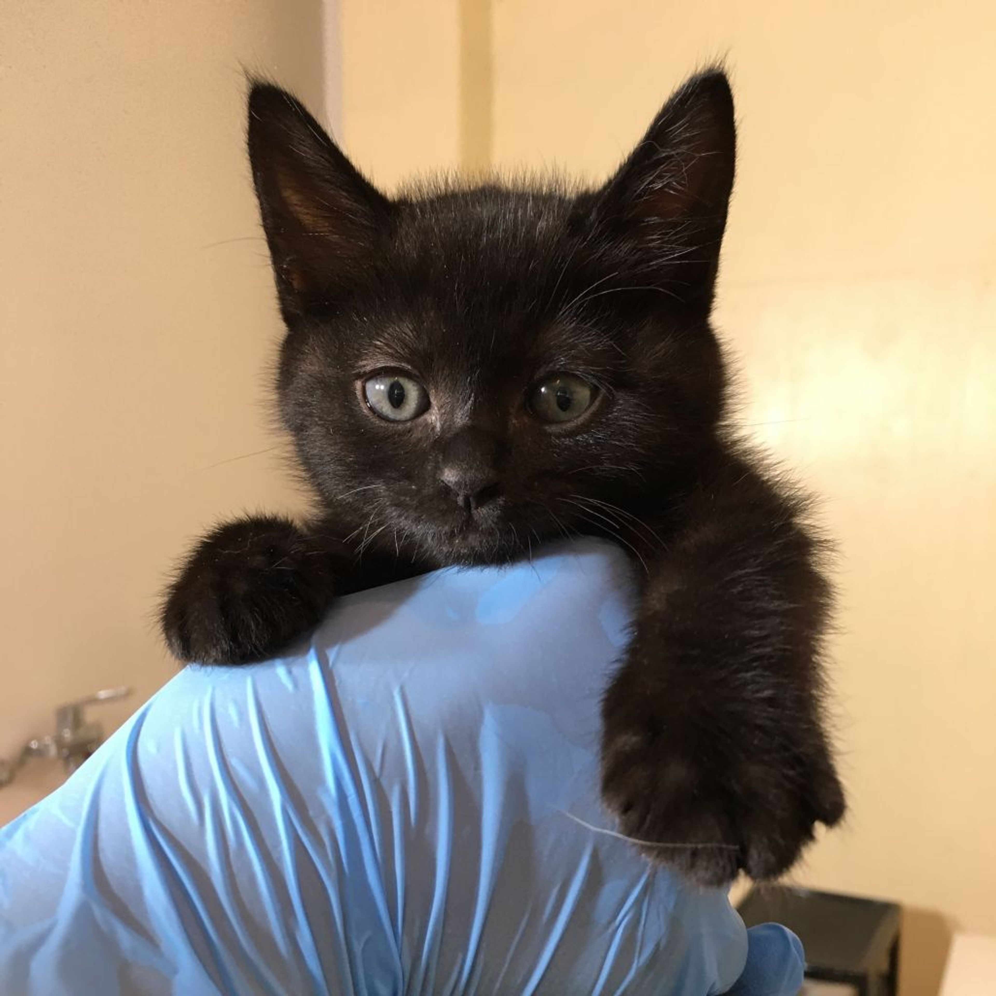 雑種（ミックス猫）・メスの里親募集の写真