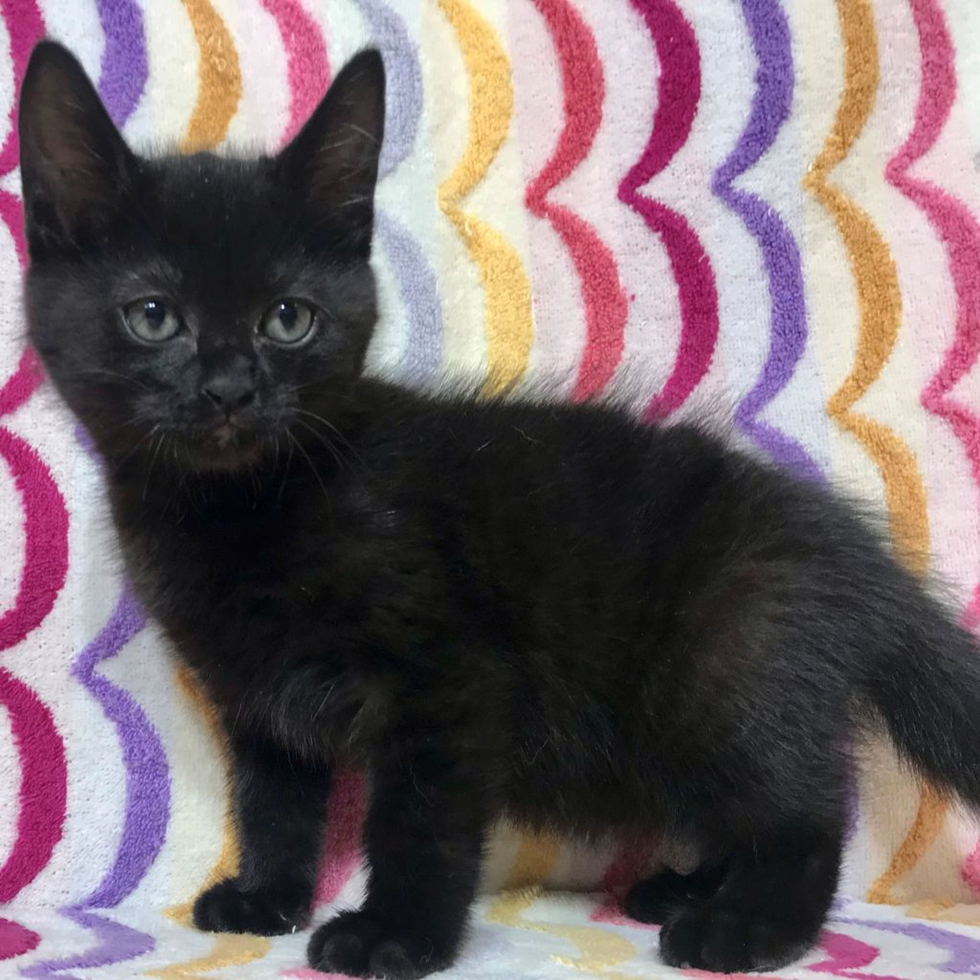pet-image-2