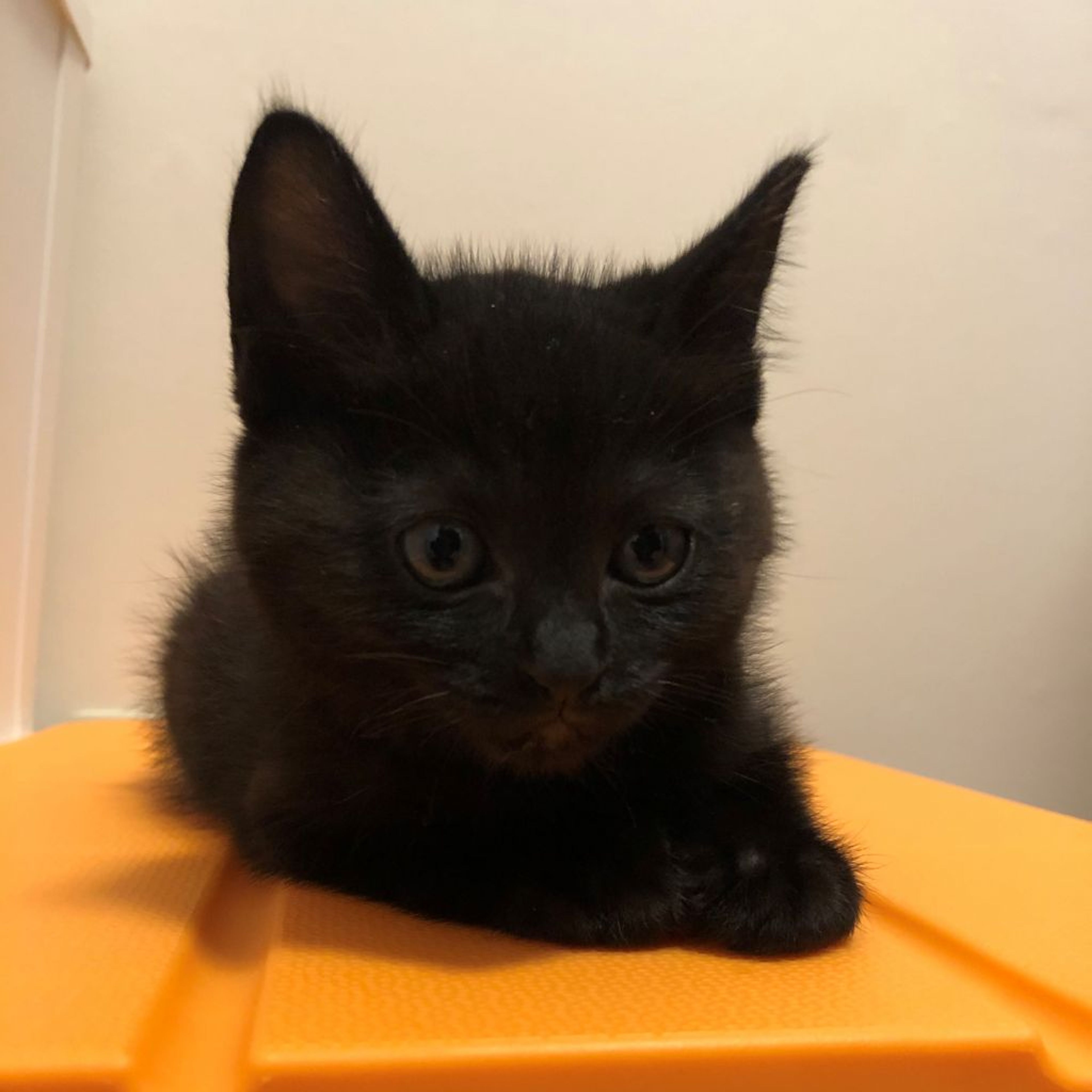 pet-image-3