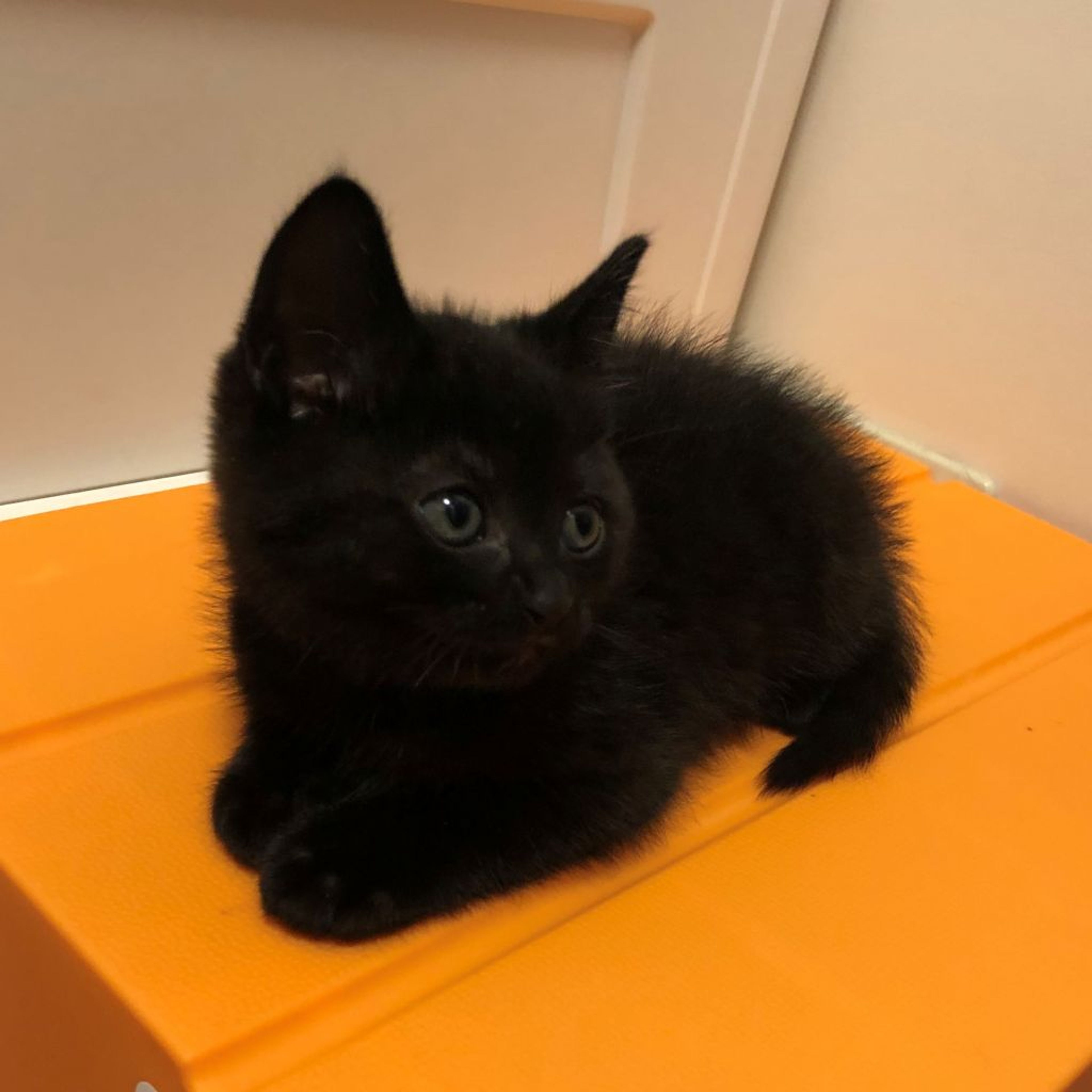 pet-image-4