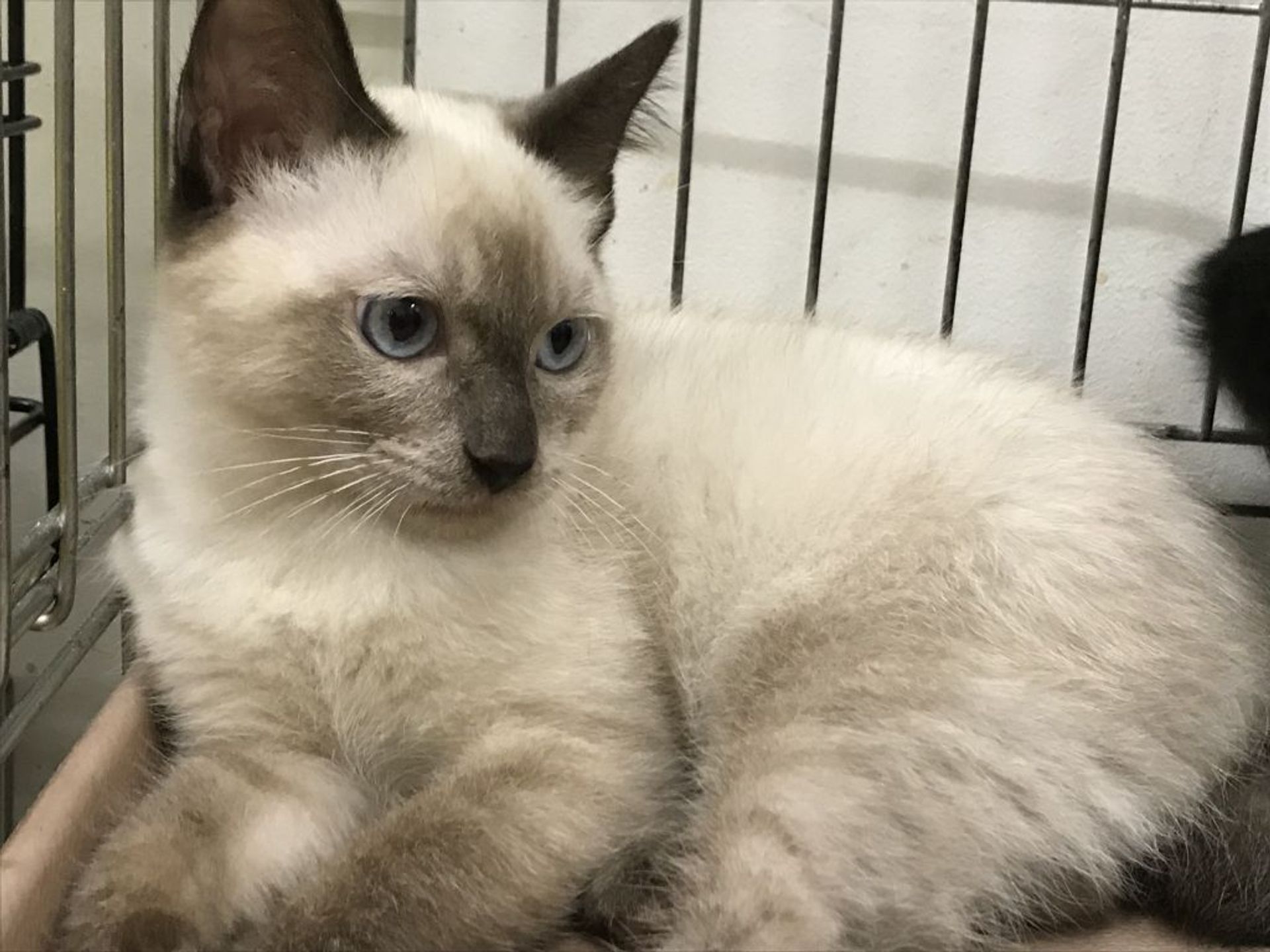 雑種（ミックス猫）・オスの里親募集の写真