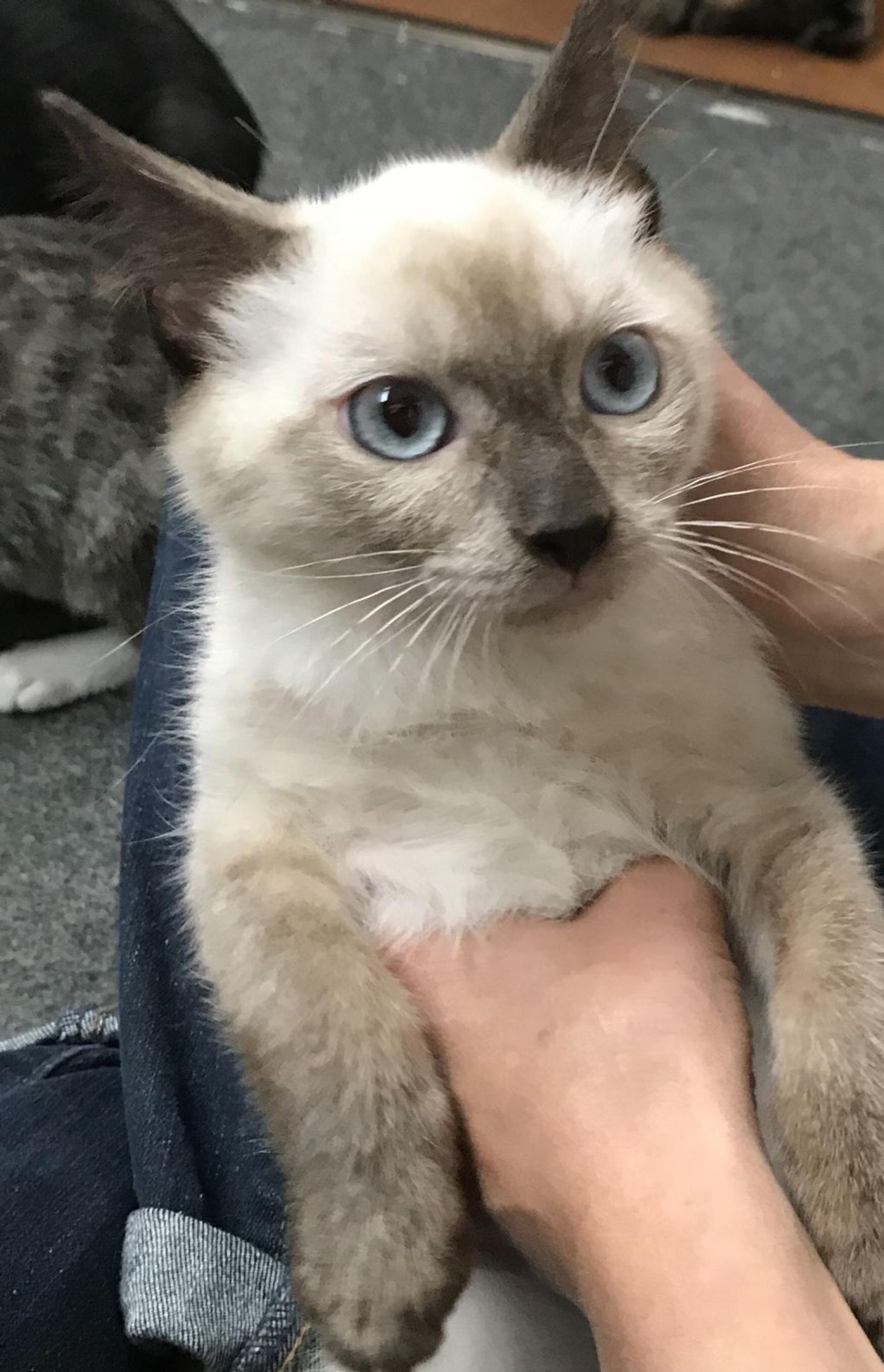 pet-image-3
