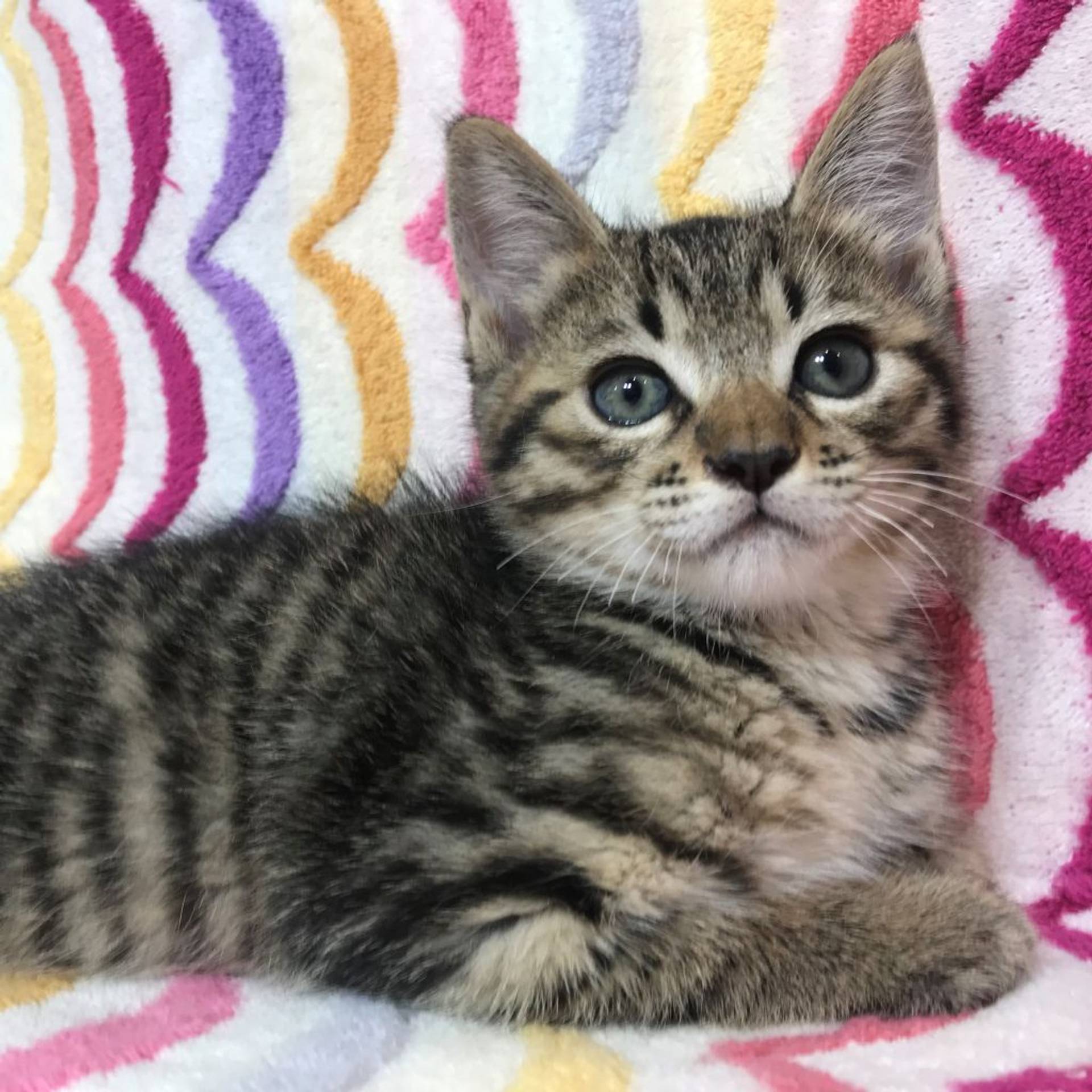 雑種（ミックス猫）・オスの里親募集の写真