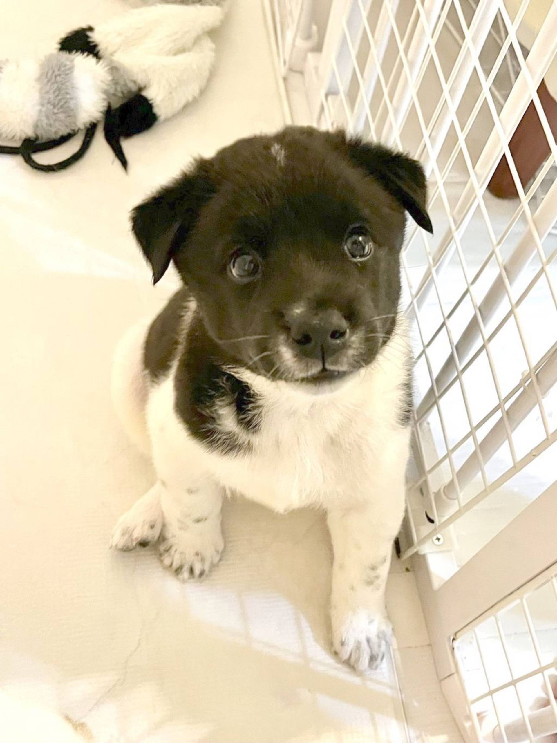 雑種（ミックス犬）・オスの里親募集の写真