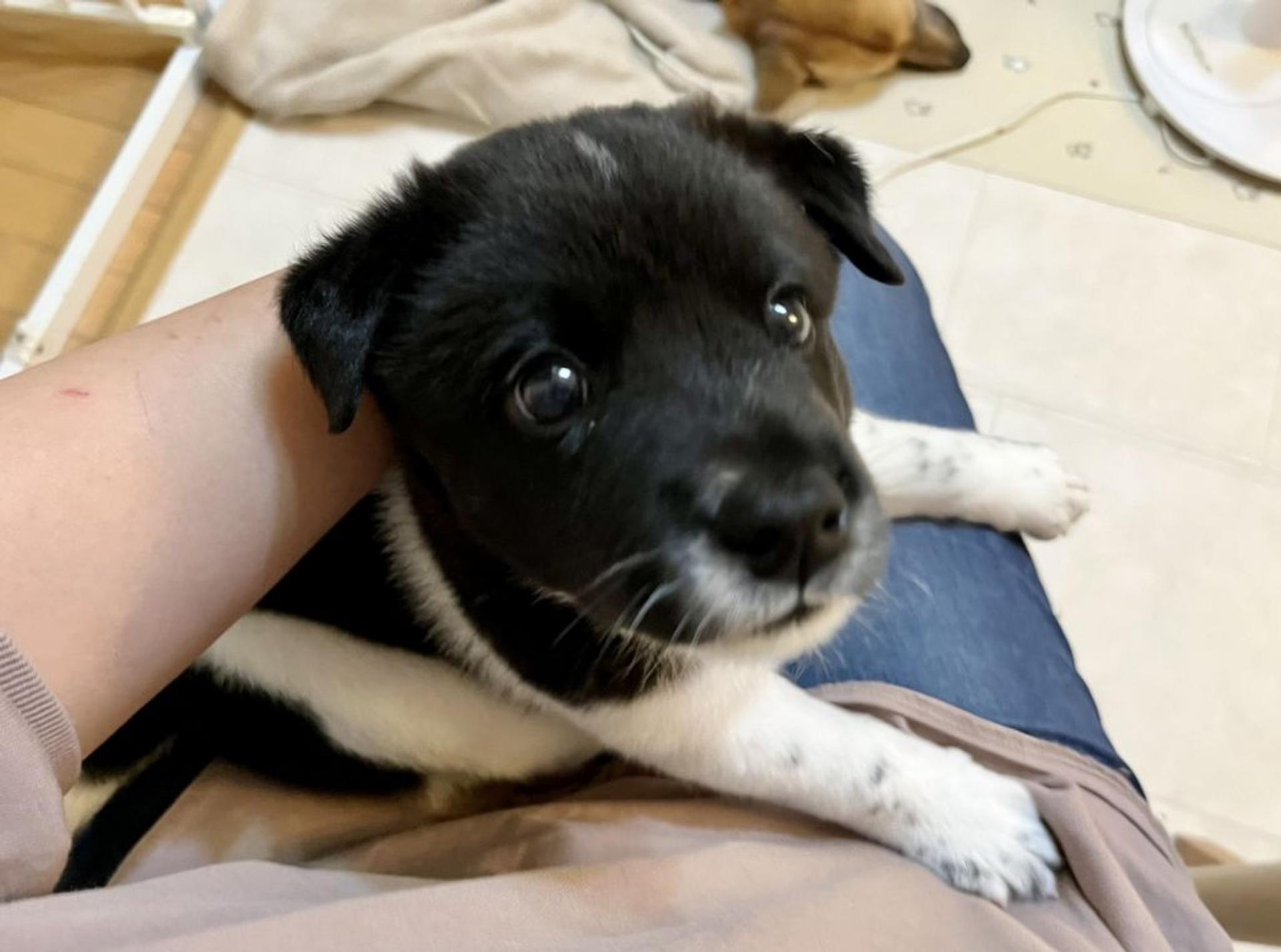 pet-image-2