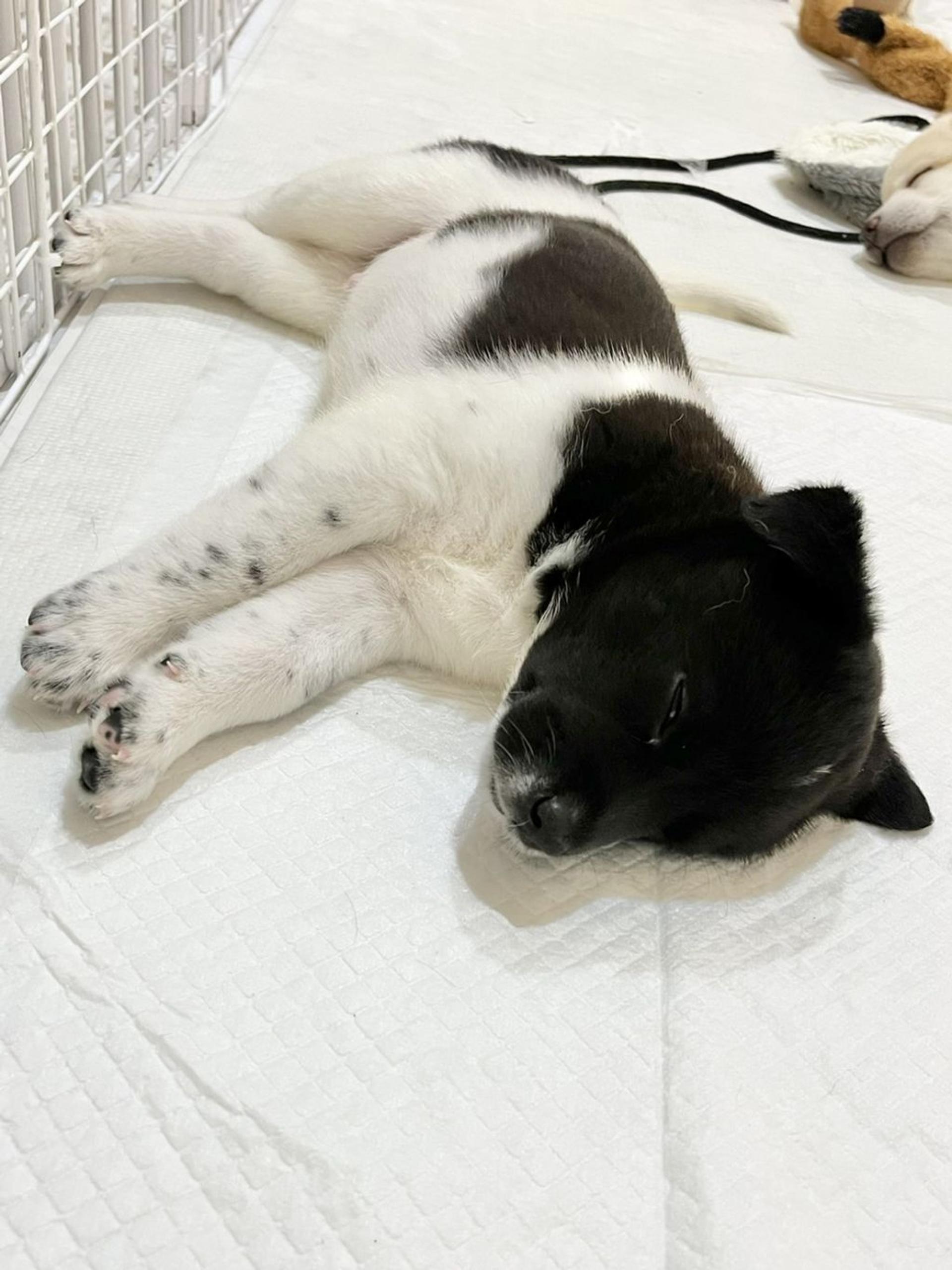pet-image-3