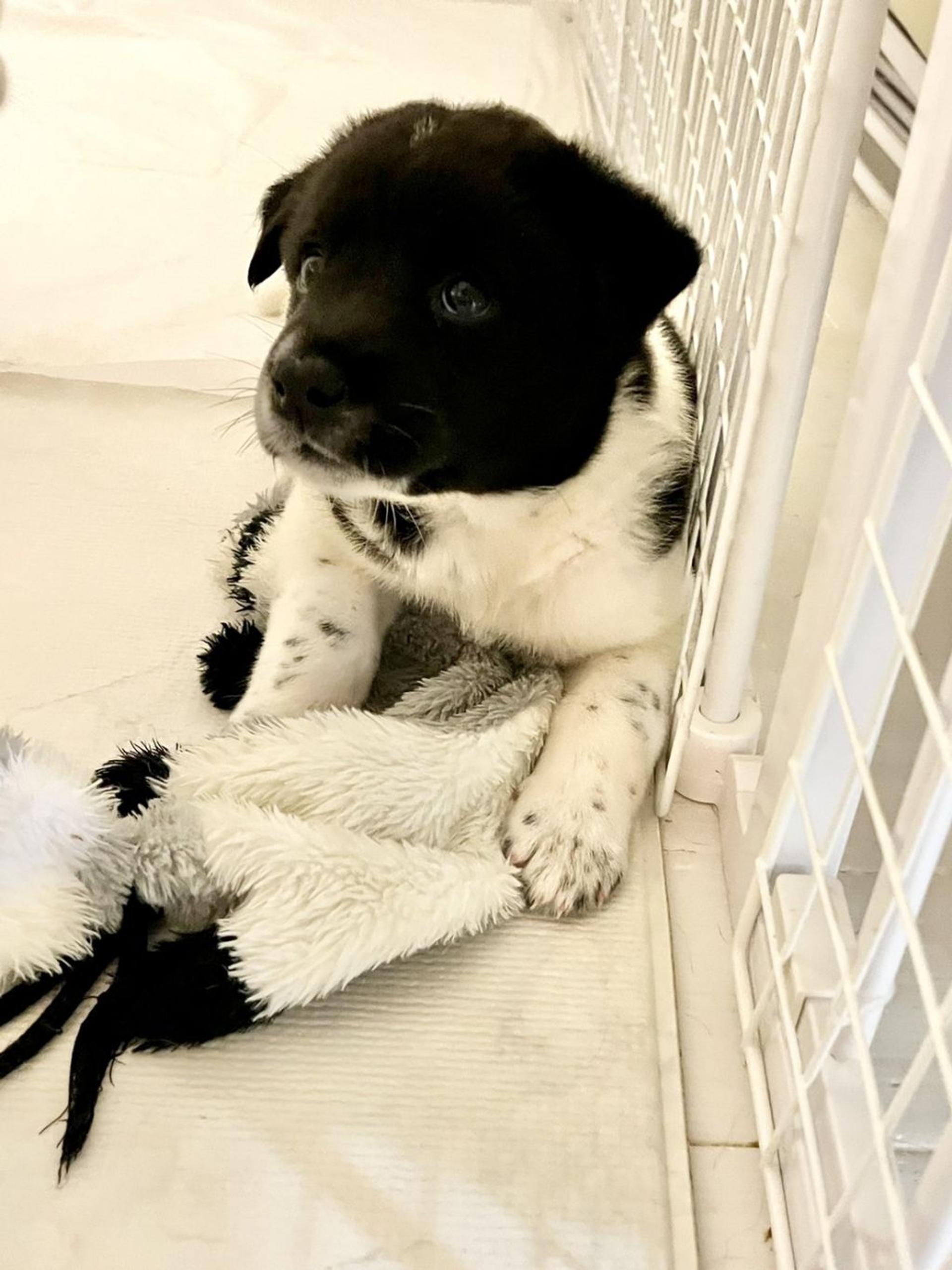 pet-image-4