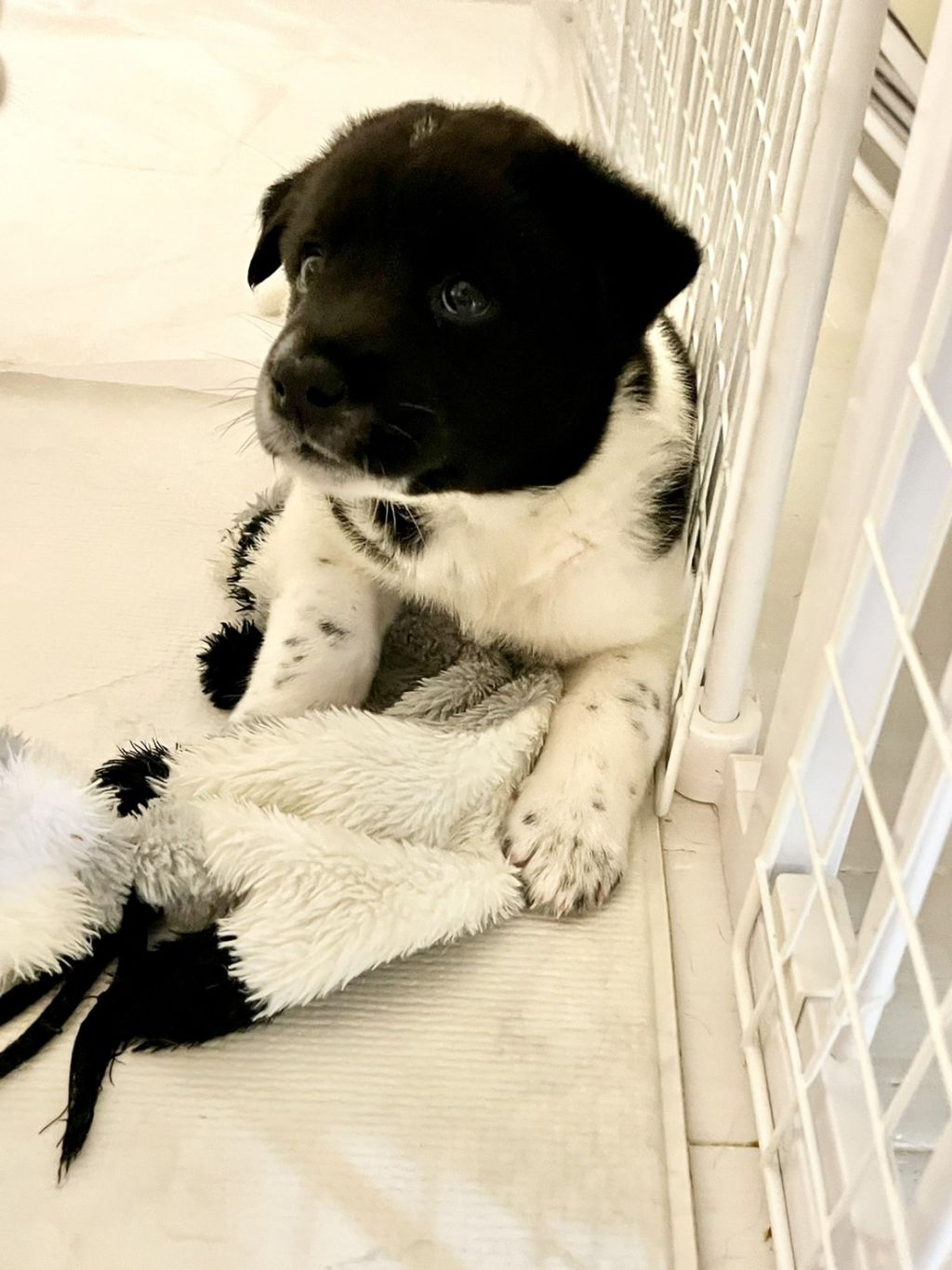 pet-image-4