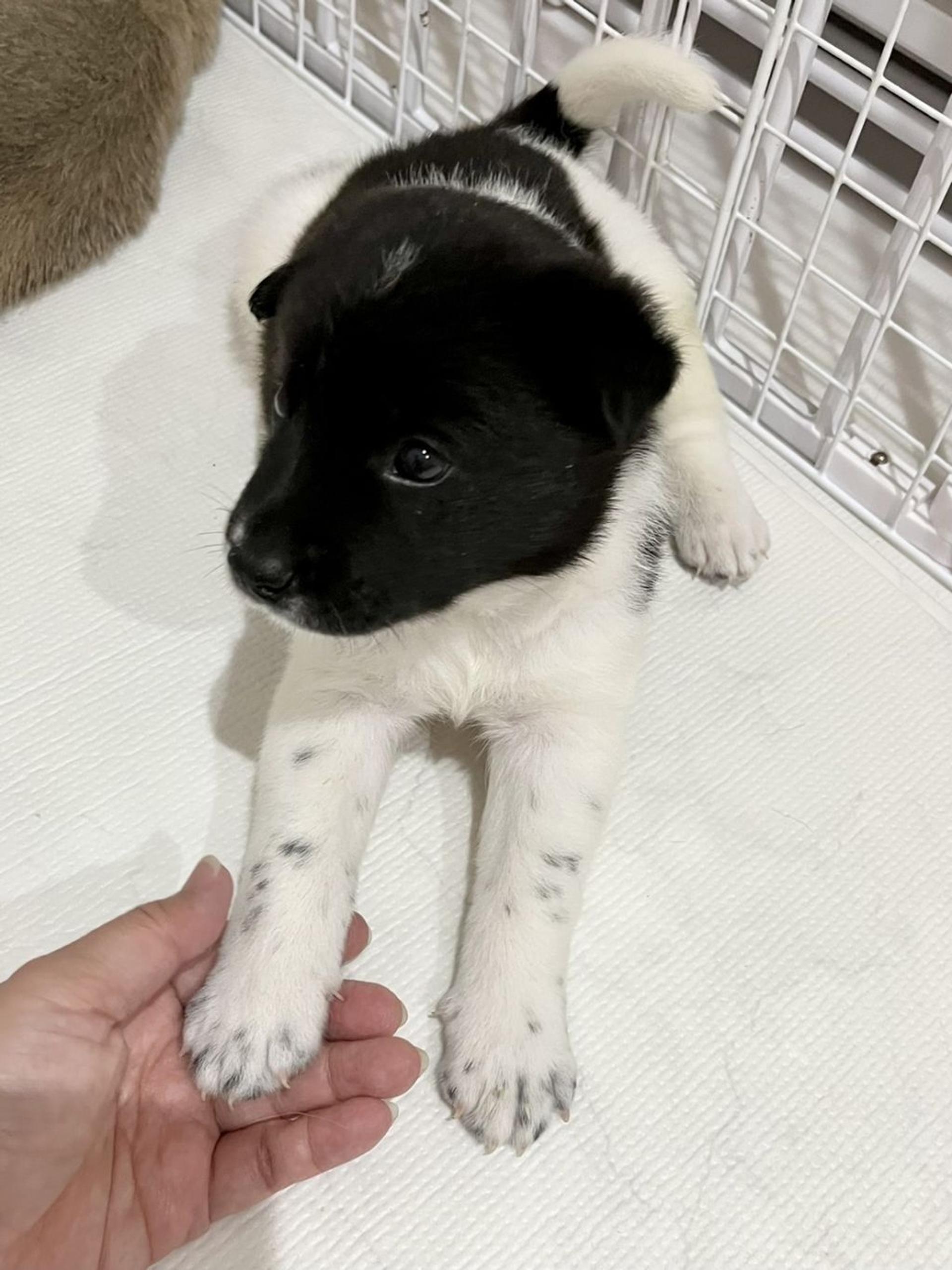 pet-image-7