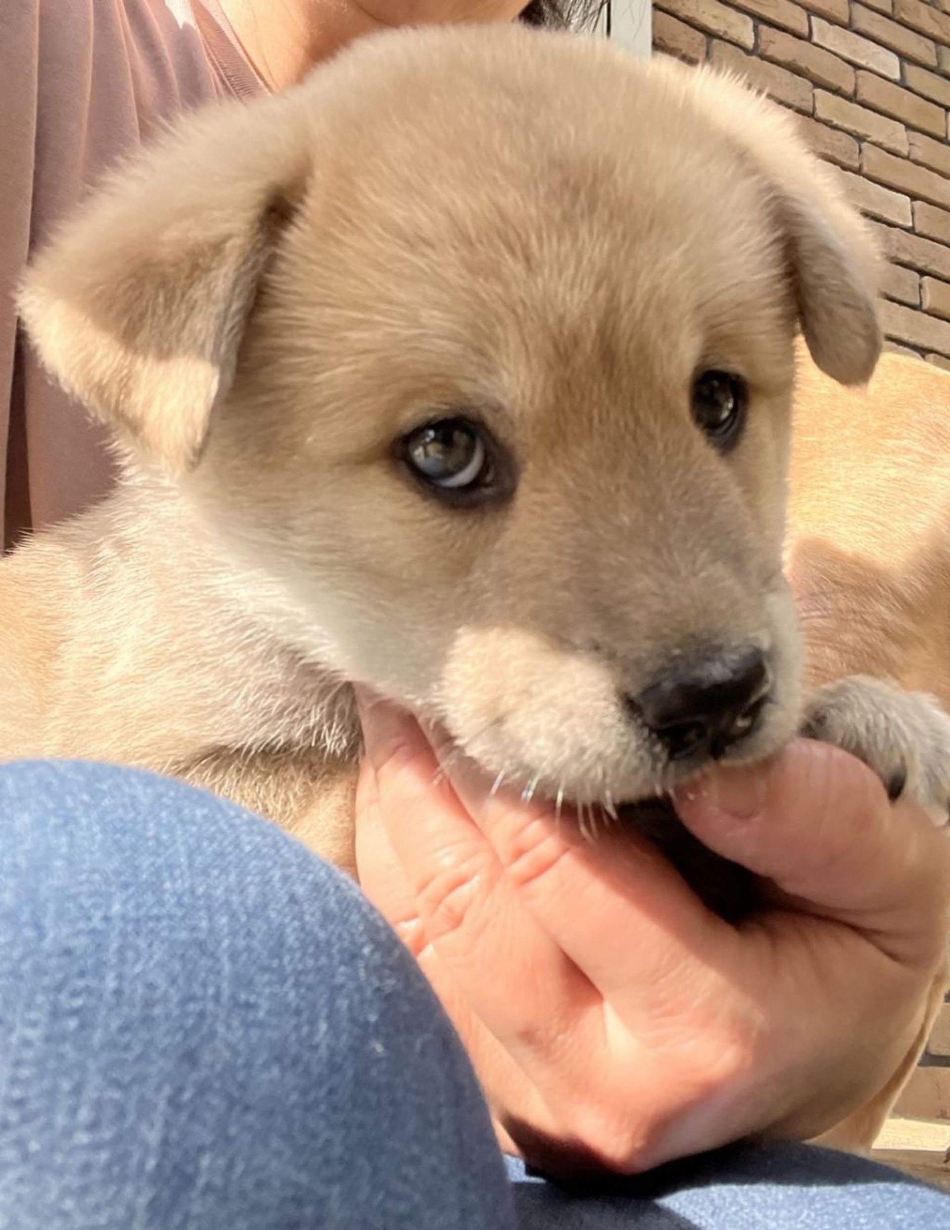 雑種（ミックス犬）・オスの里親募集の写真