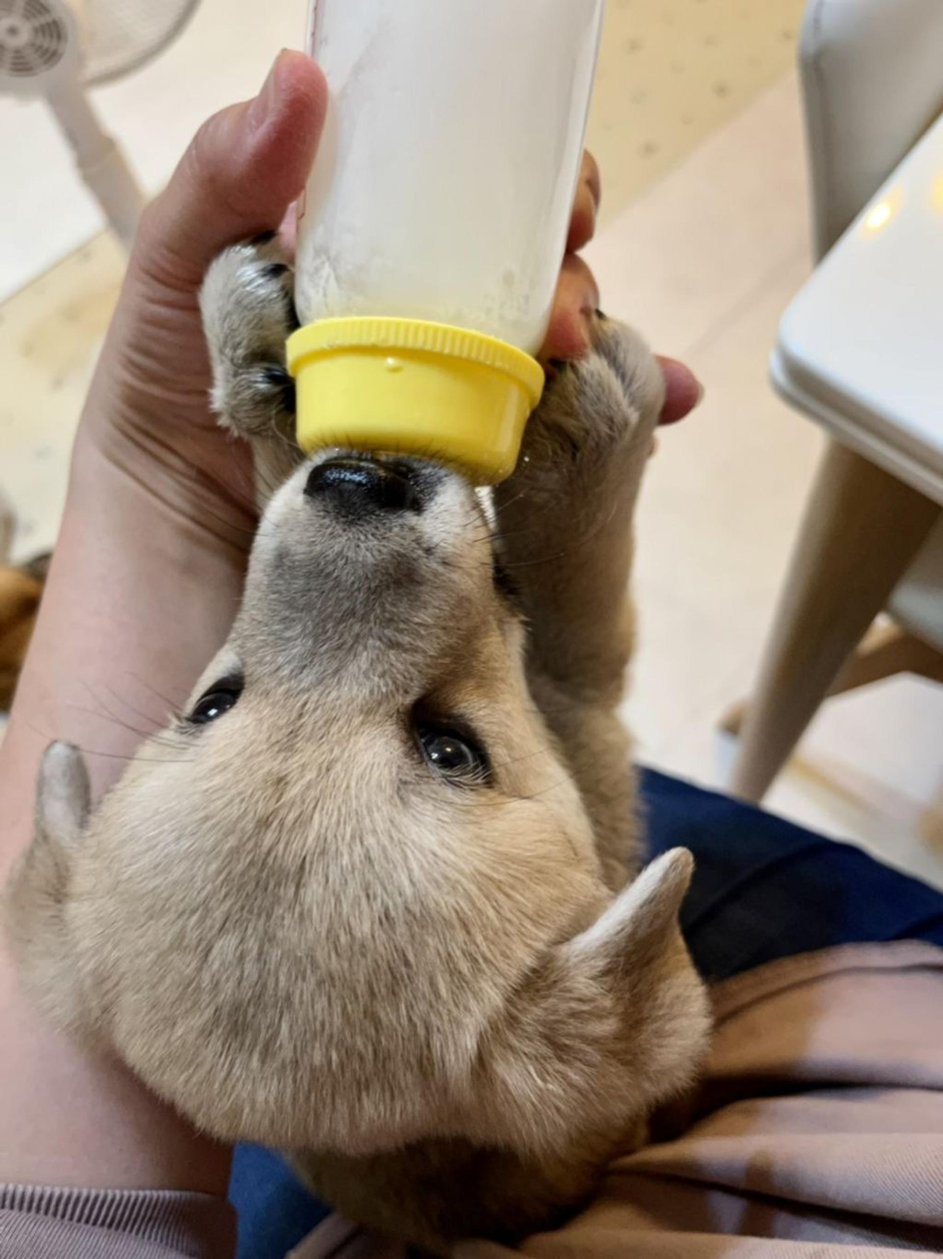 pet-image-4