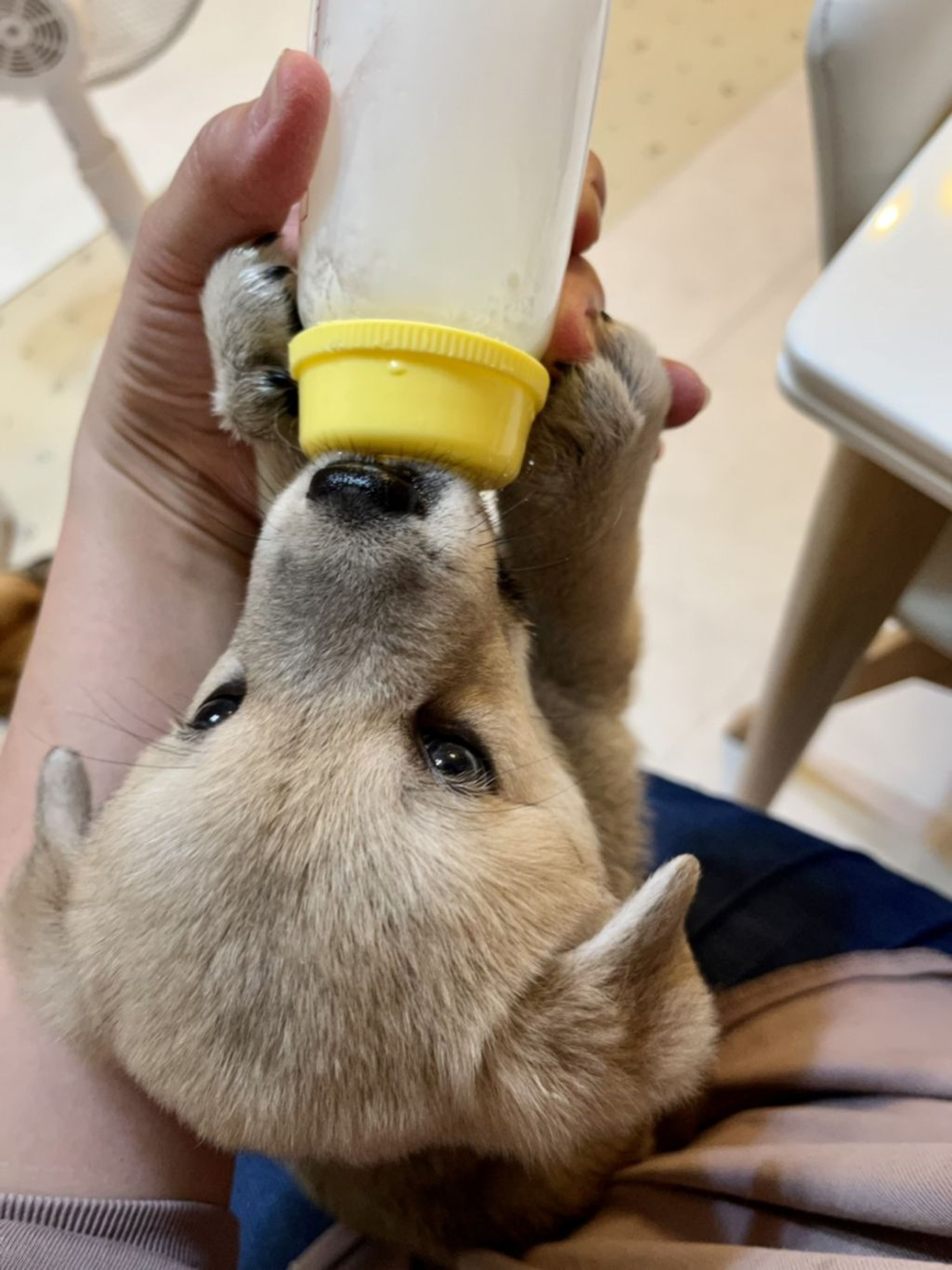 pet-image-4