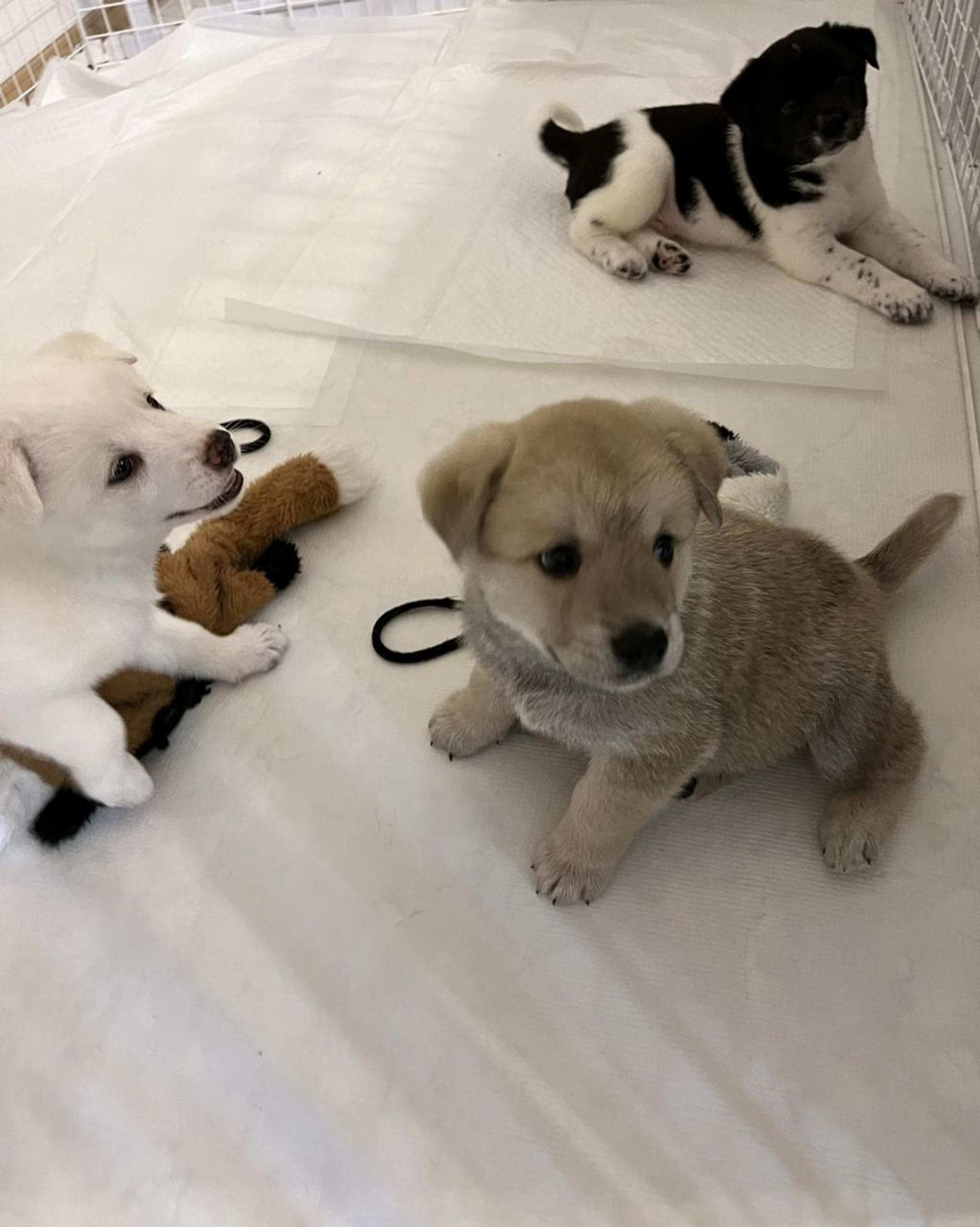 pet-image-5