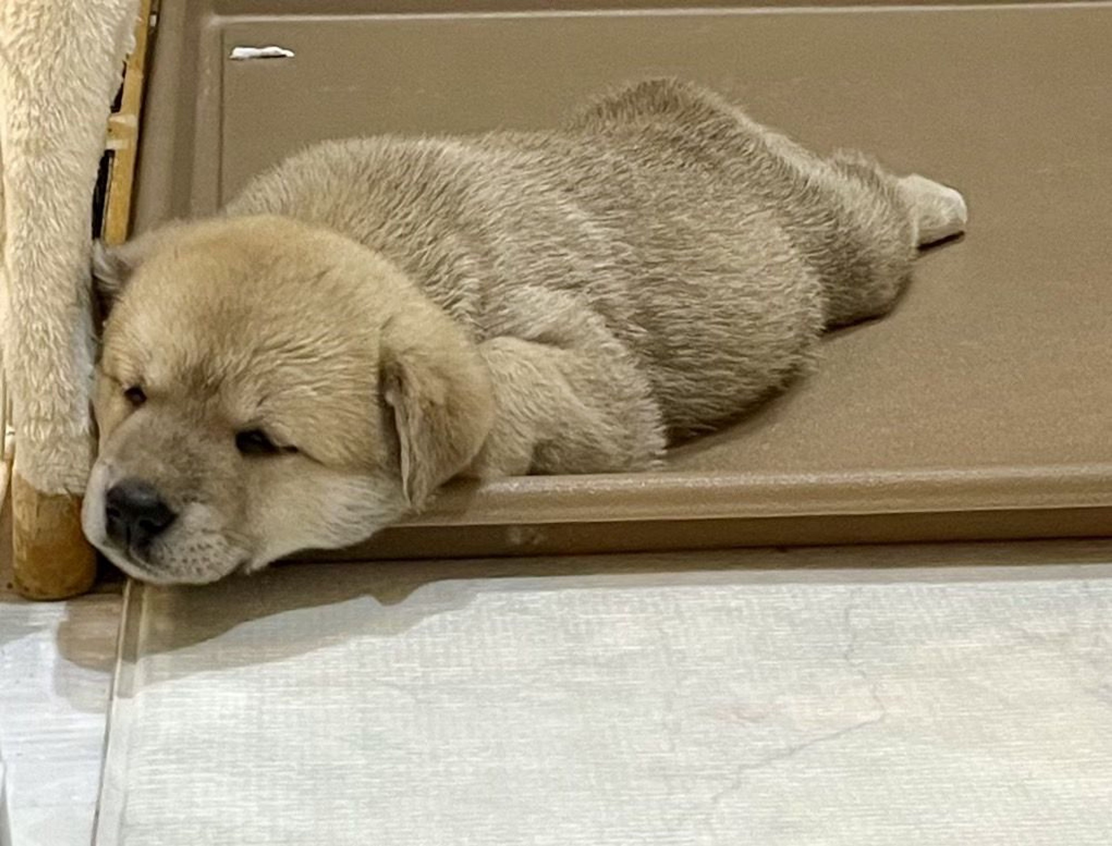 pet-image-7
