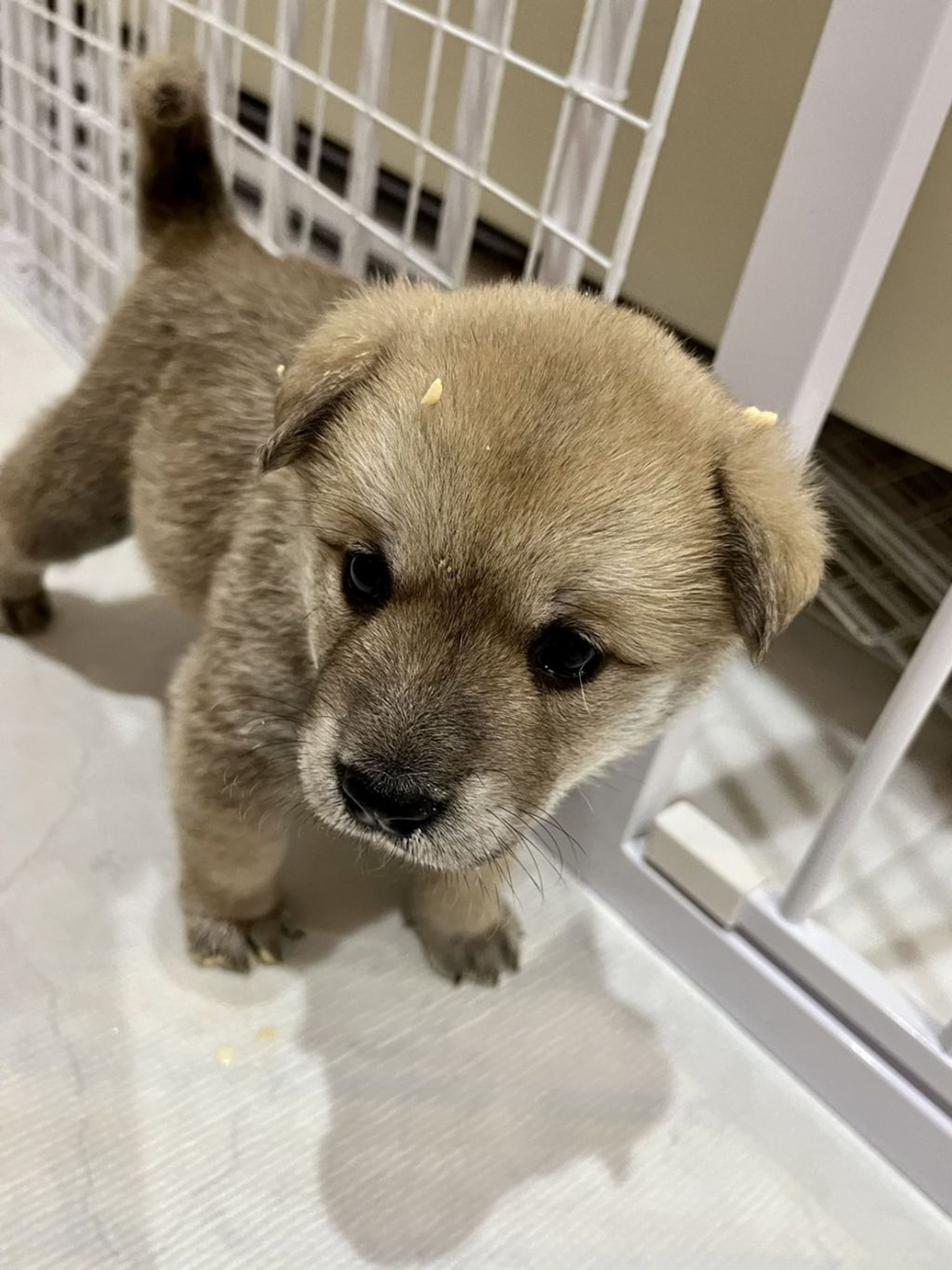 pet-image-8