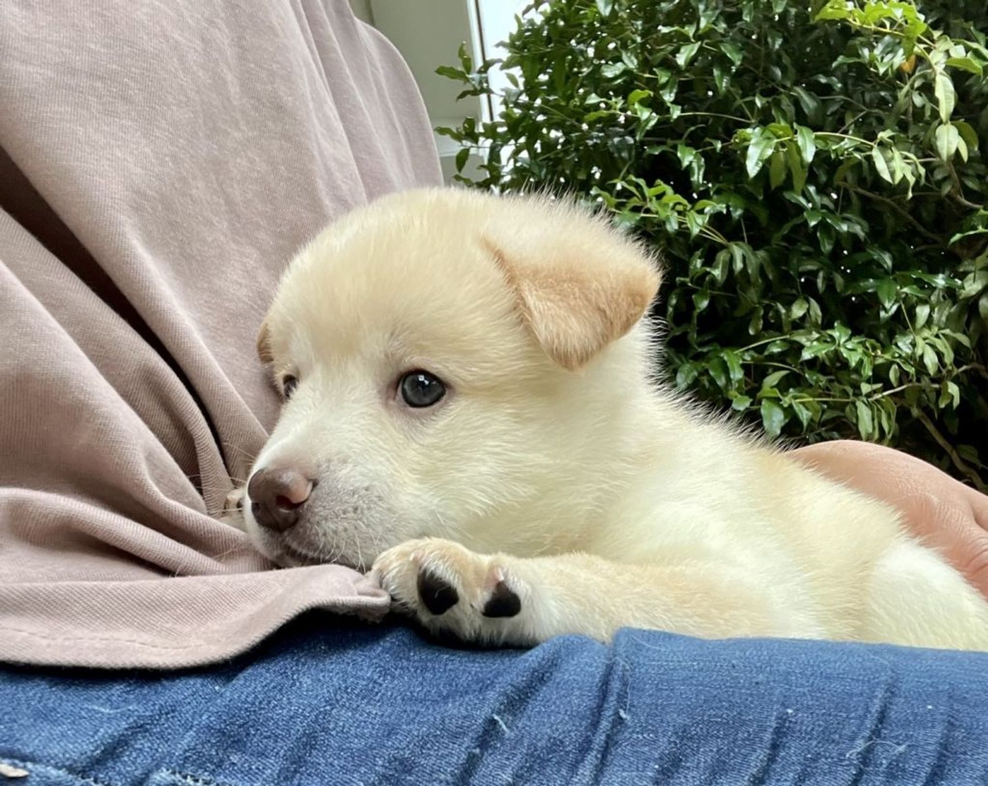 雑種（ミックス犬）・オスの里親募集の写真
