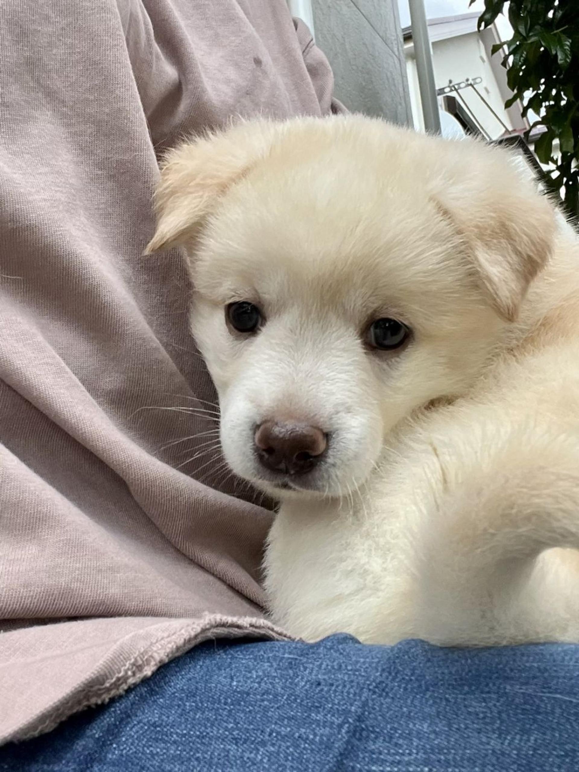 pet-image-2