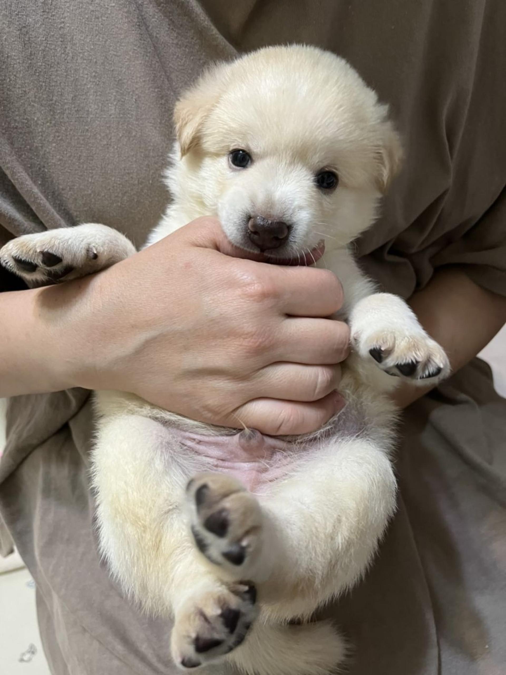 pet-image-6
