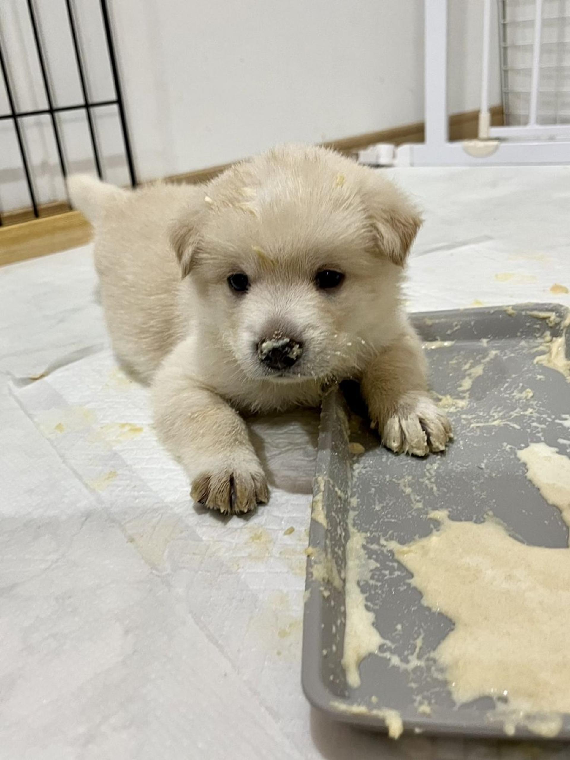 pet-image-7