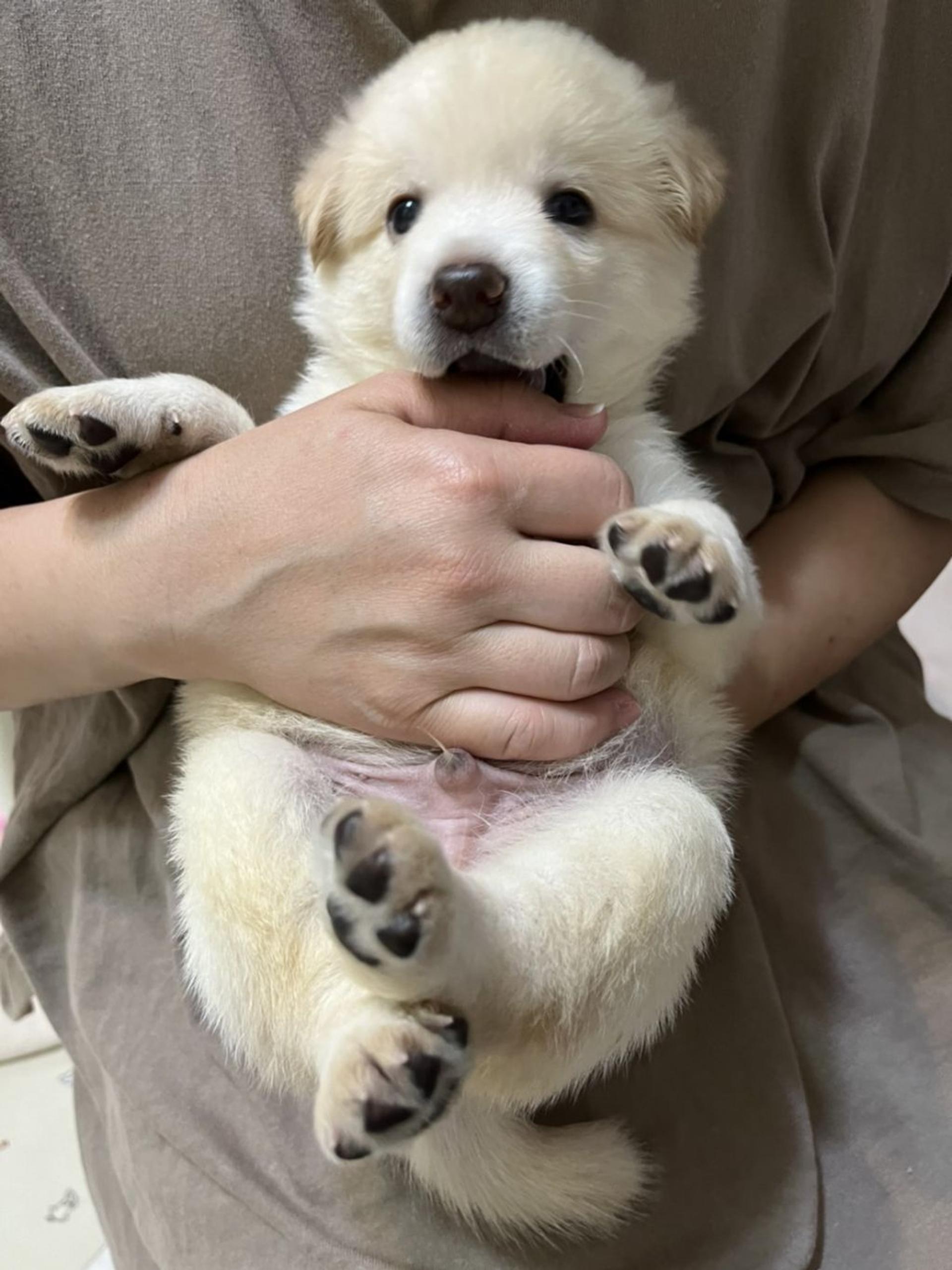 pet-image-8