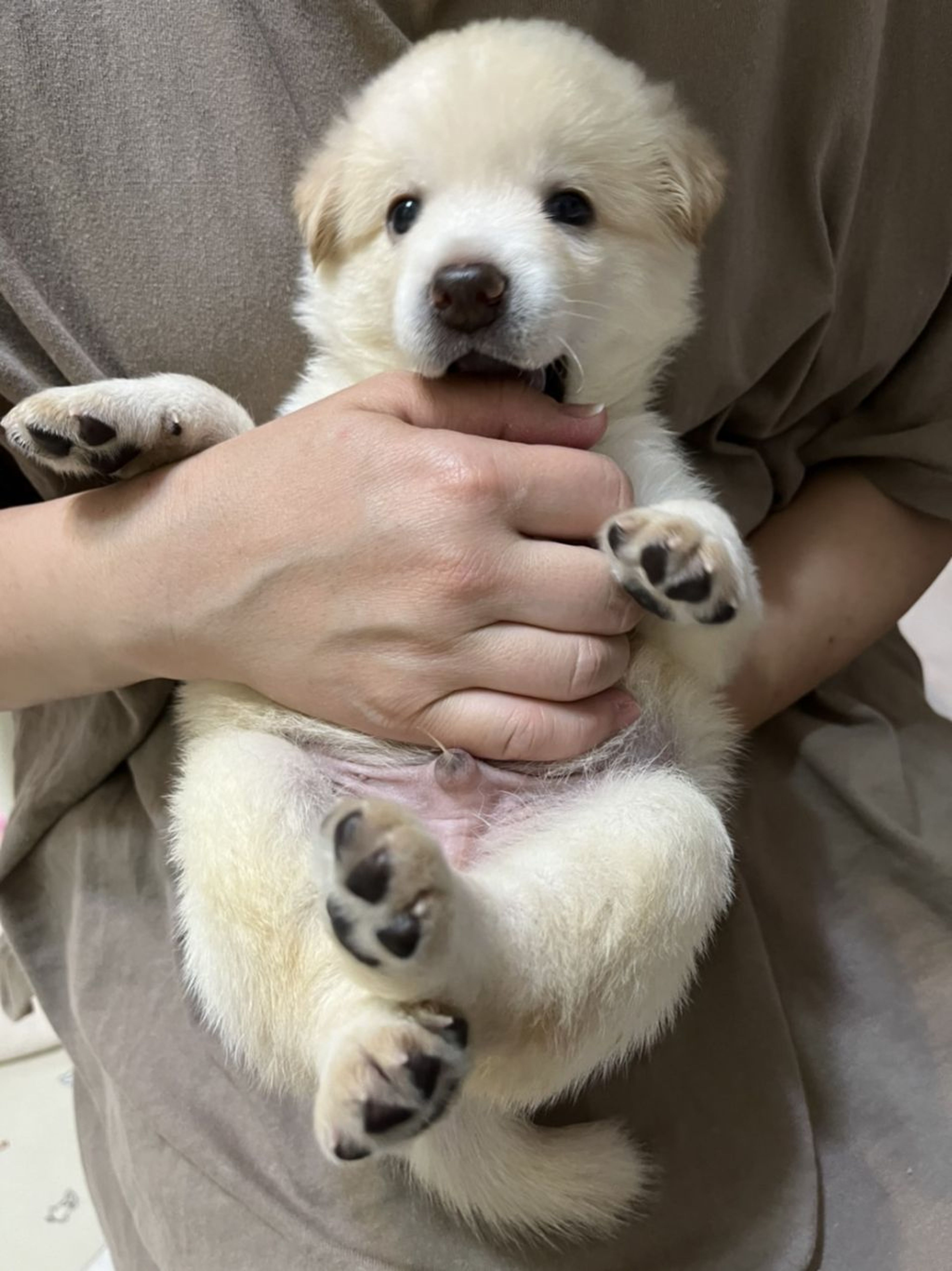 pet-image-8