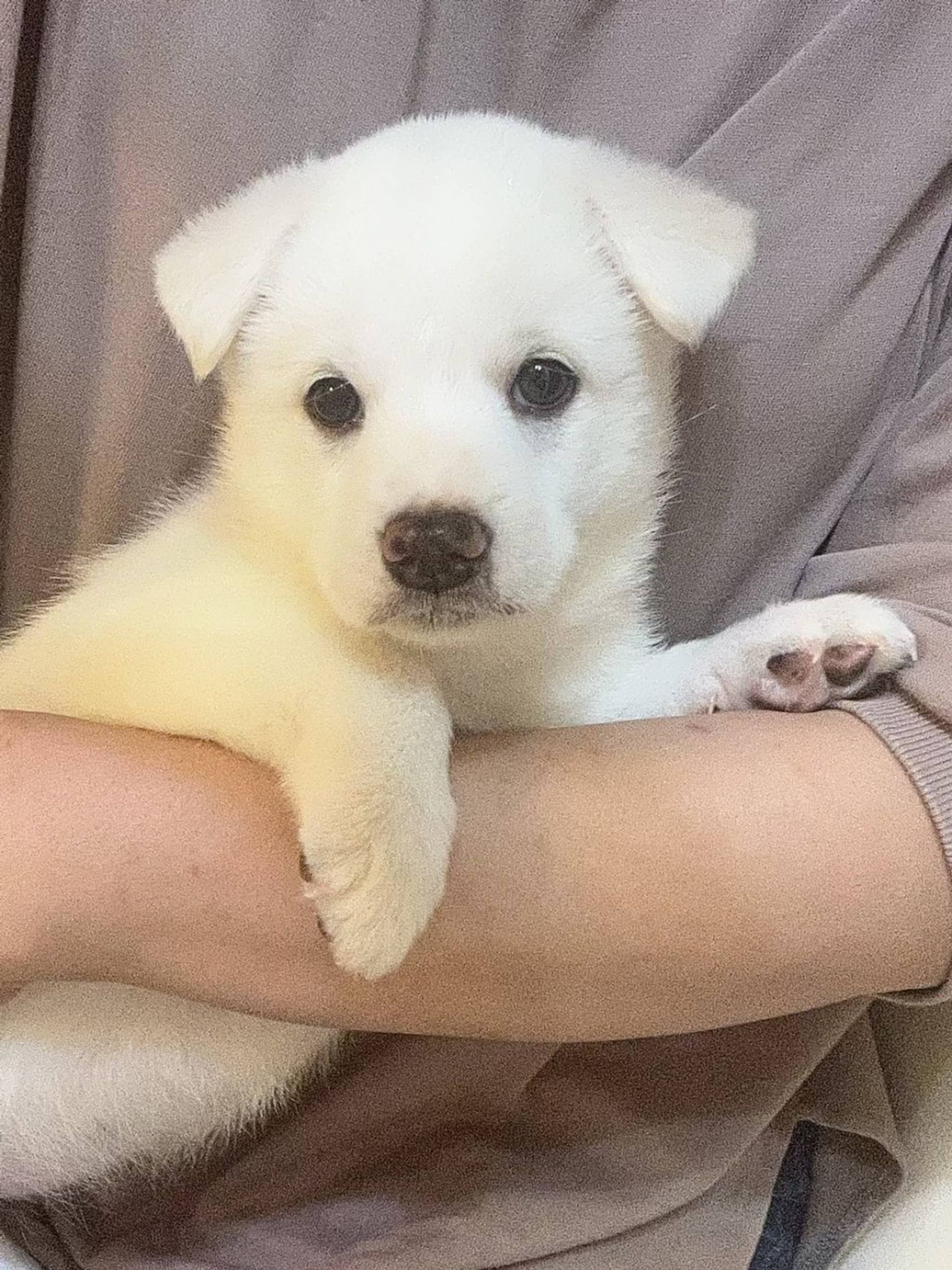 雑種（ミックス犬）・メスの里親募集の写真