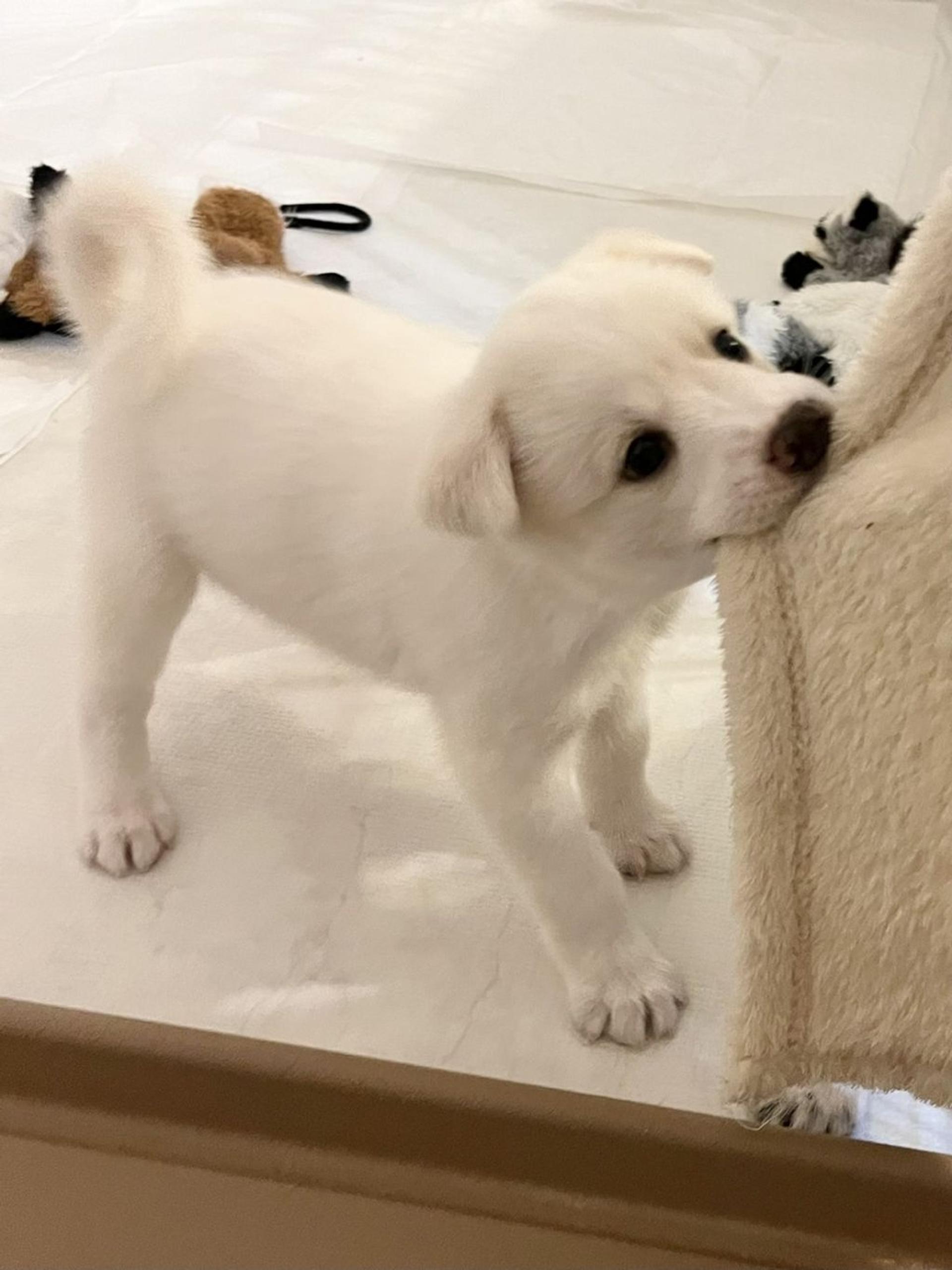 pet-image-2