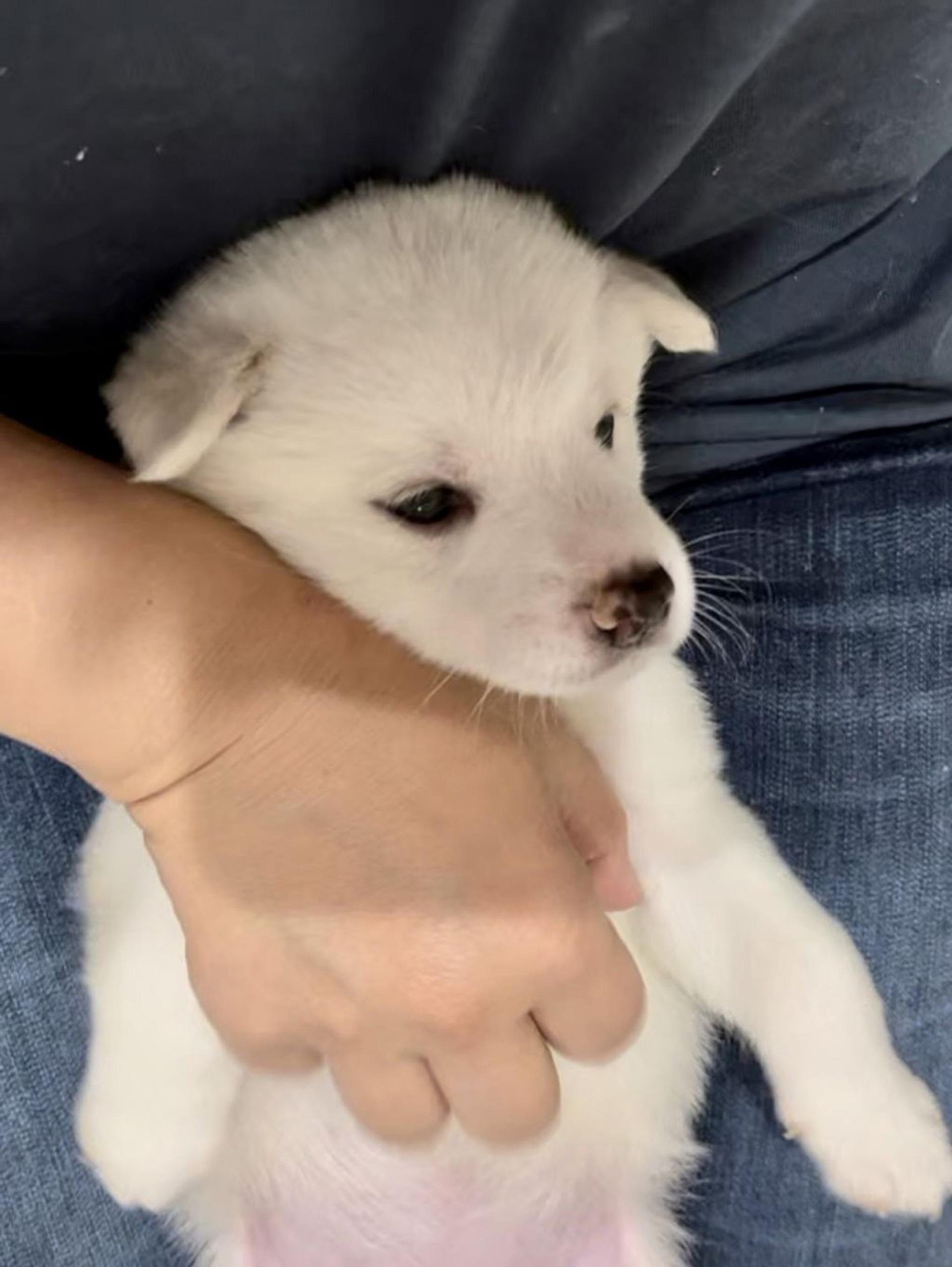 pet-image-4