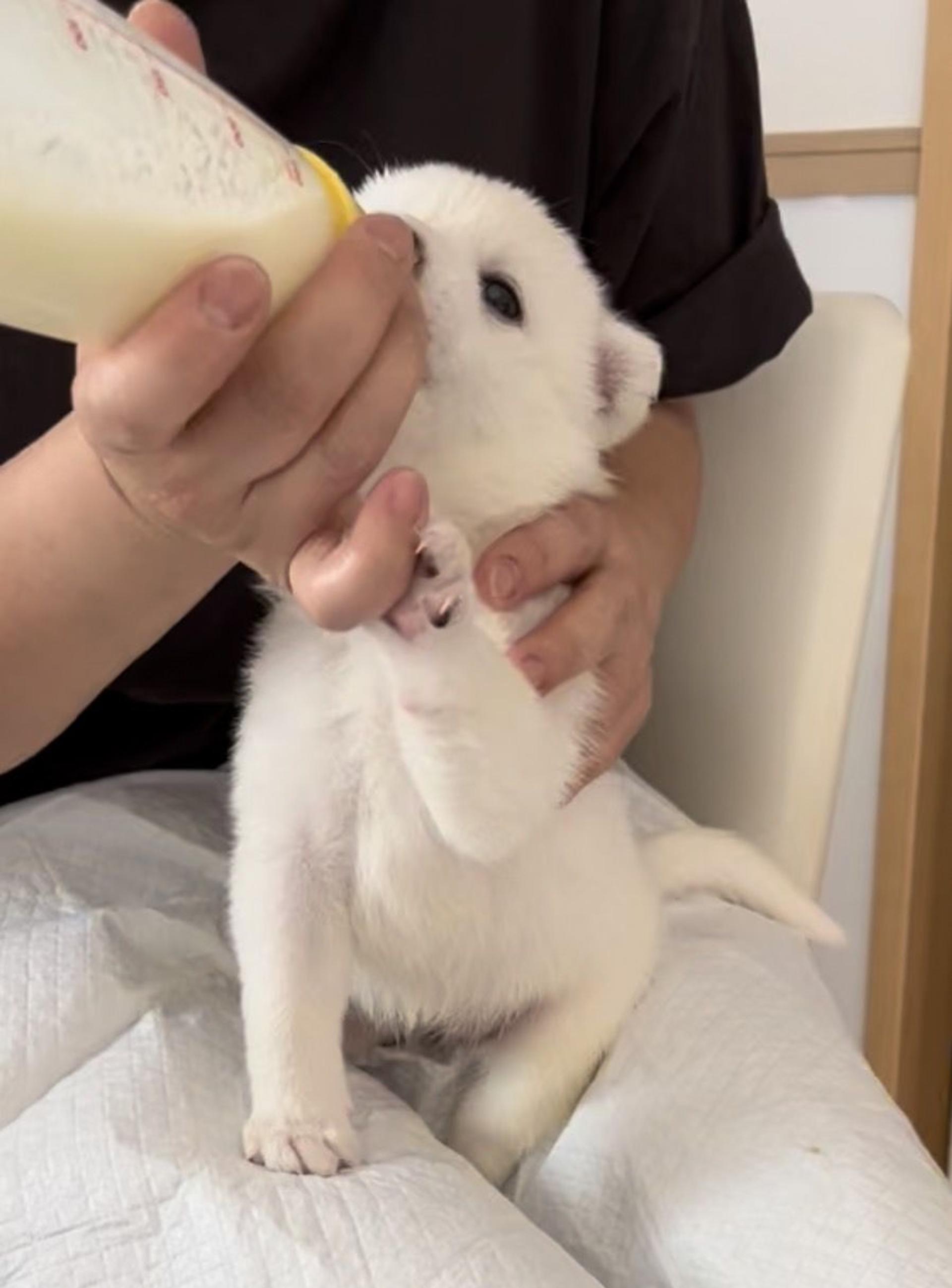 pet-image-5