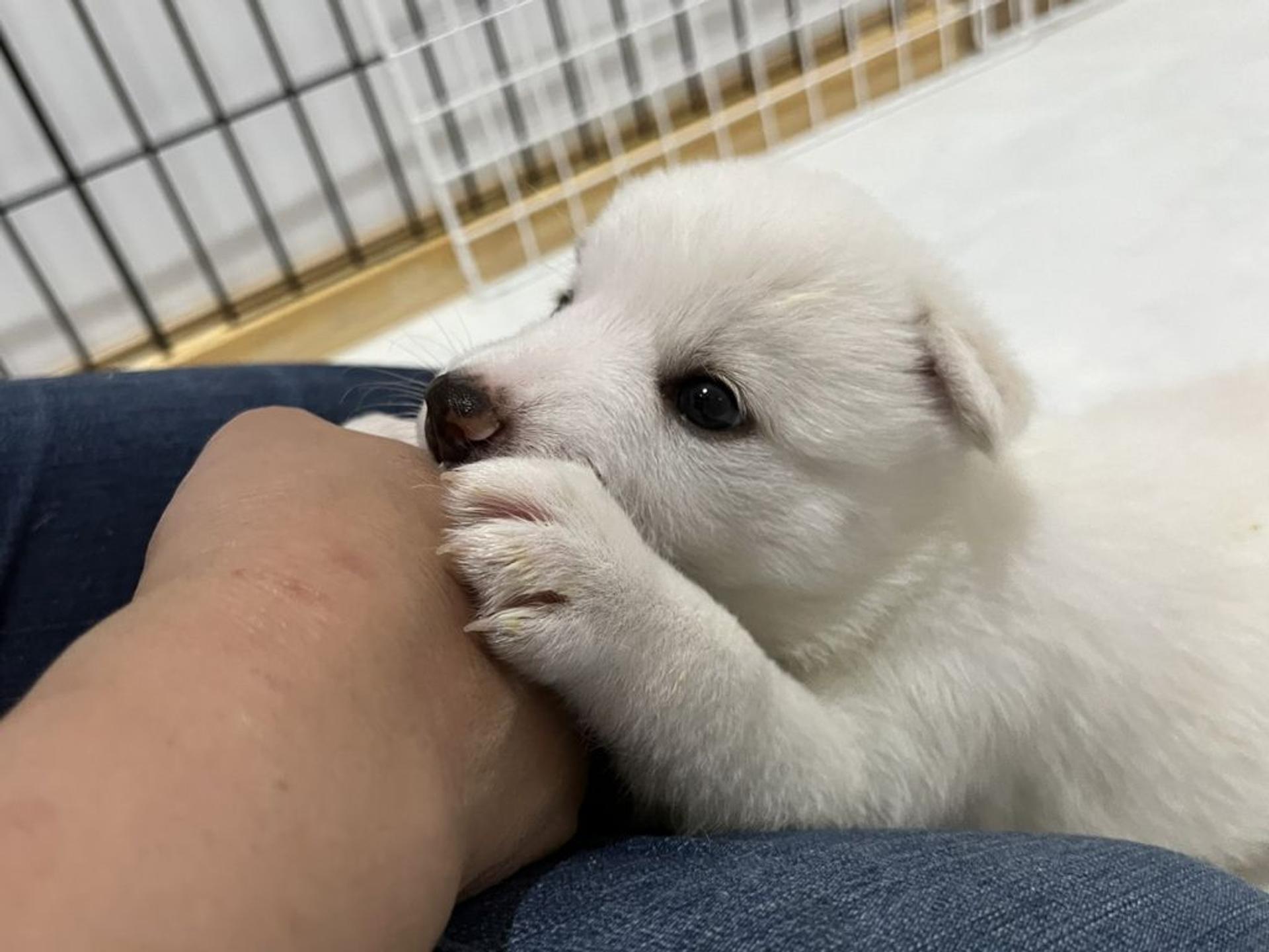 pet-image-6