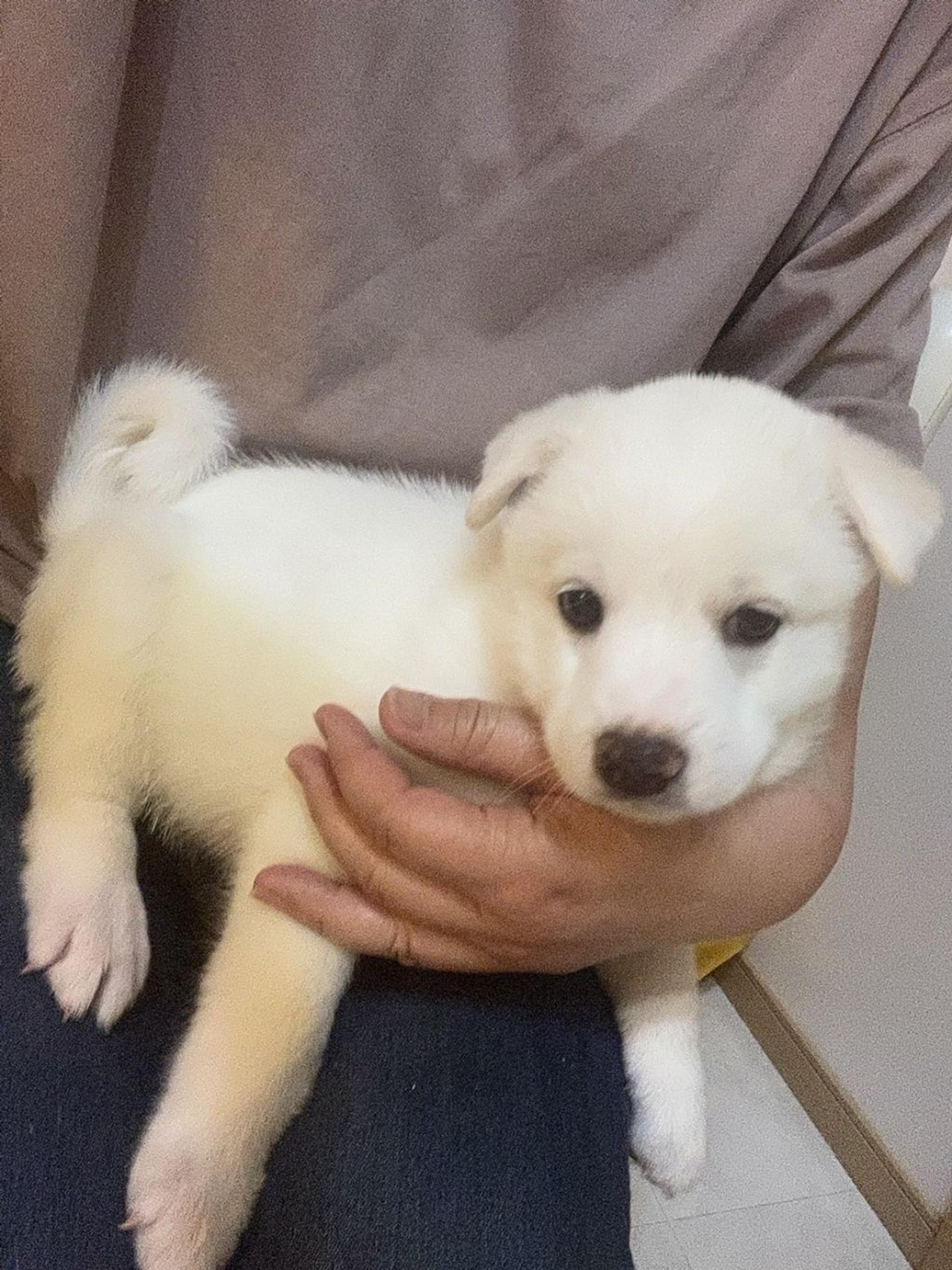 pet-image-9