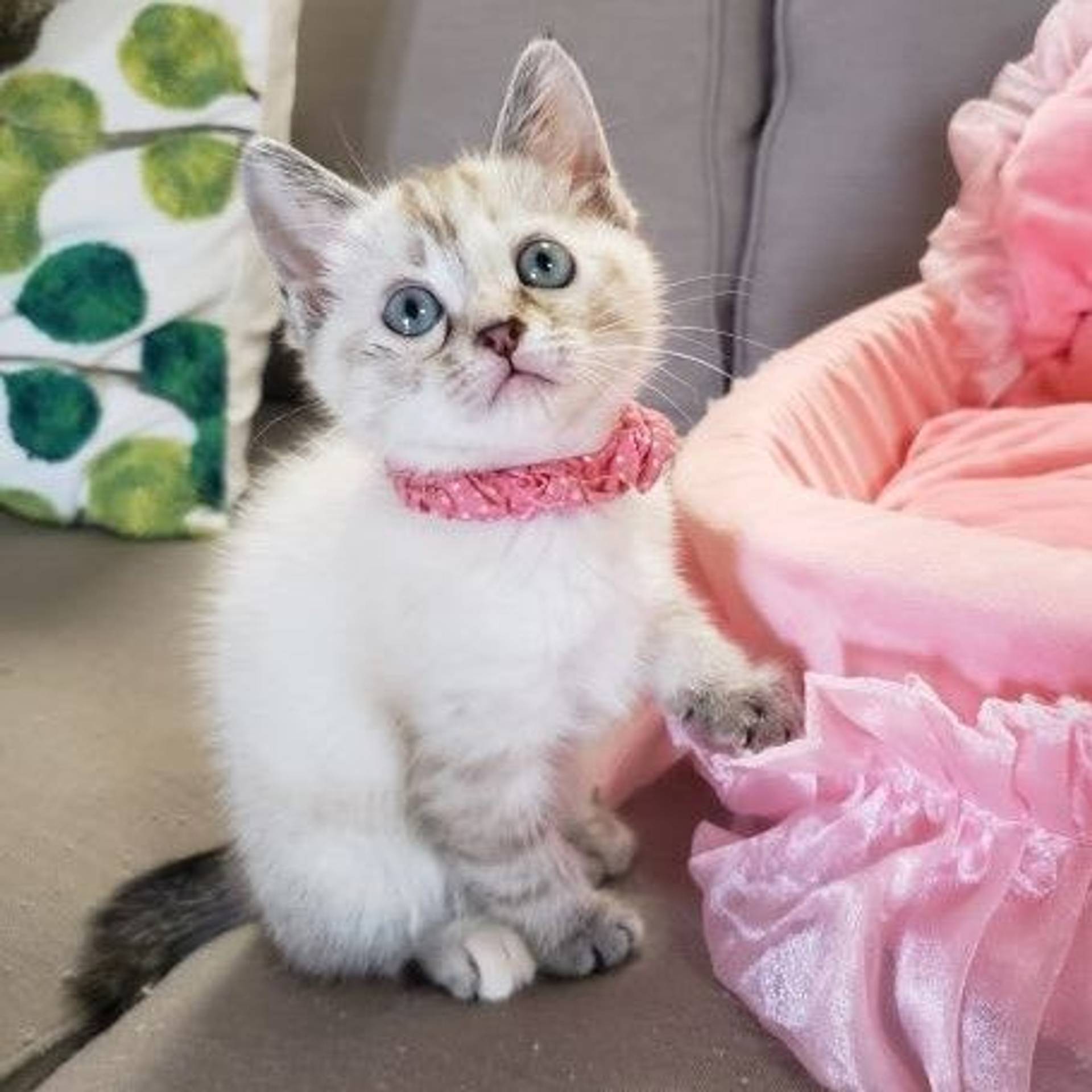 雑種（ミックス猫）・メスの里親募集の写真