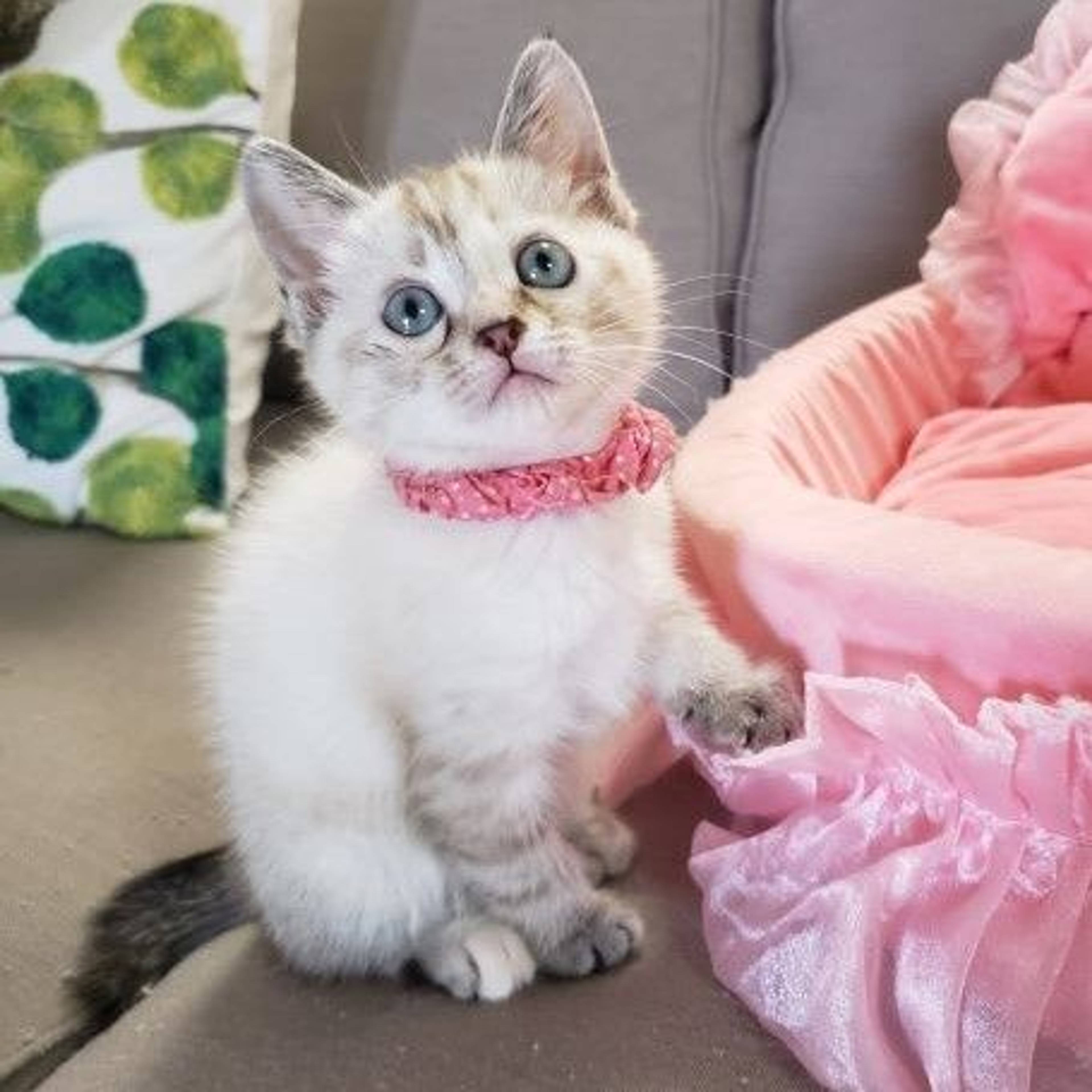 雑種（ミックス猫）・メスの里親募集の写真