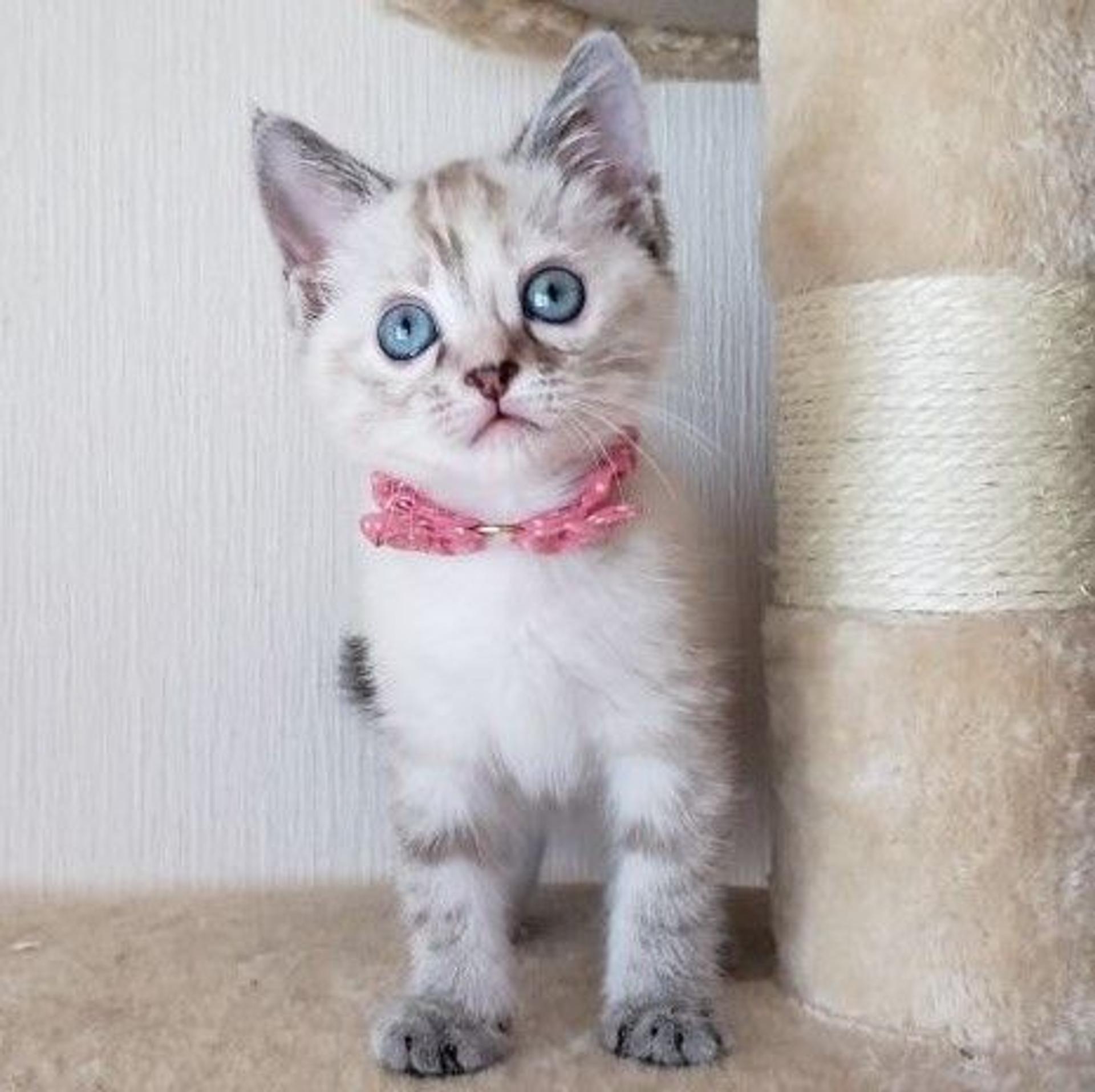 pet-image-4