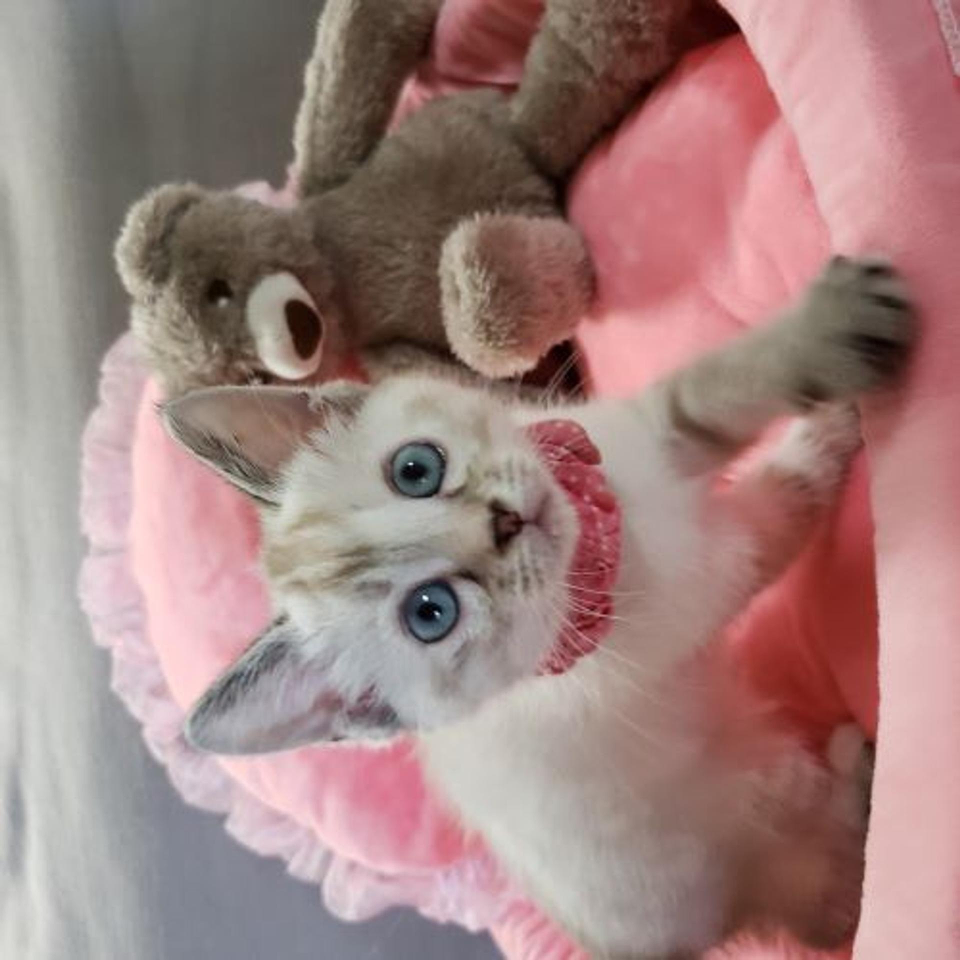 pet-image-3