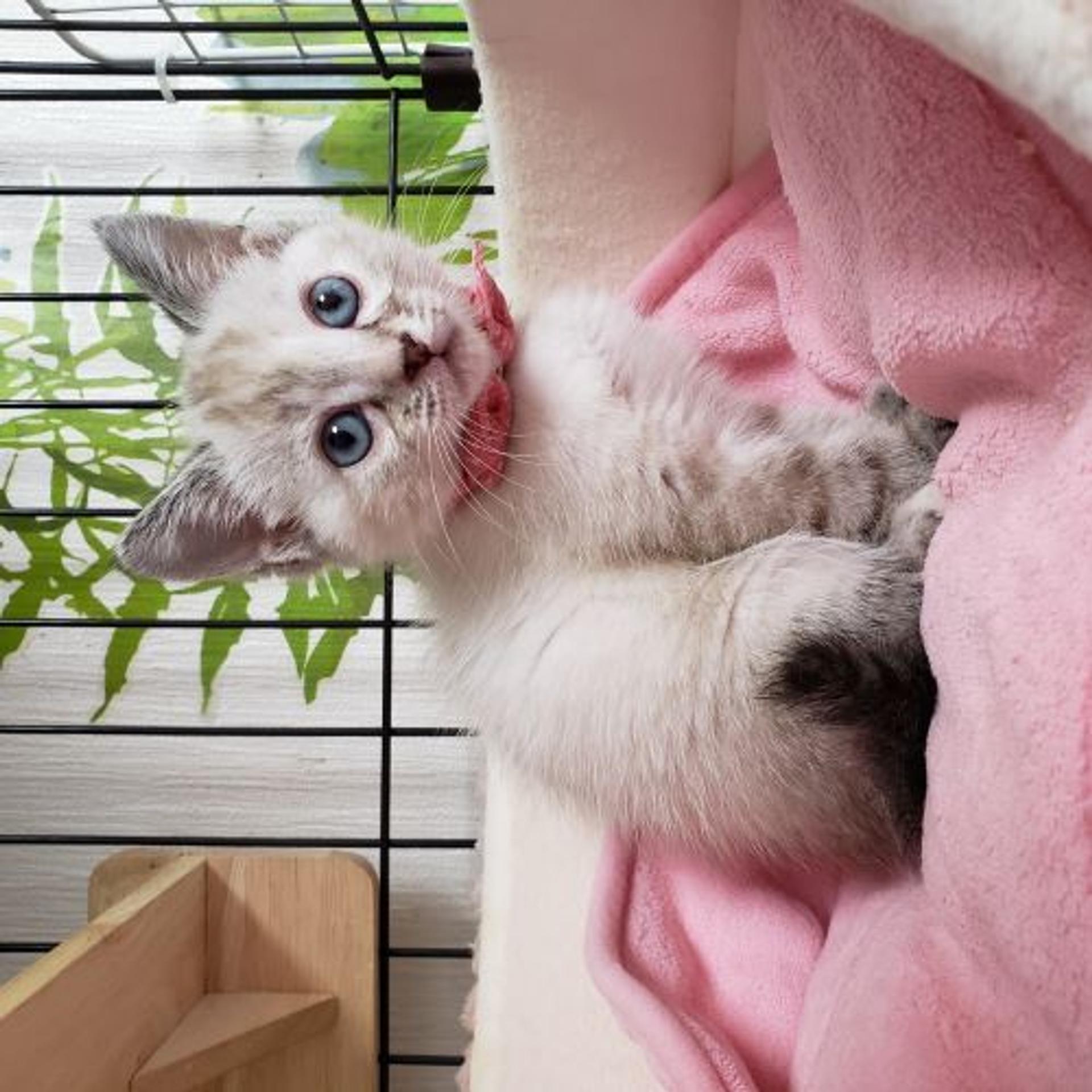 pet-image-7