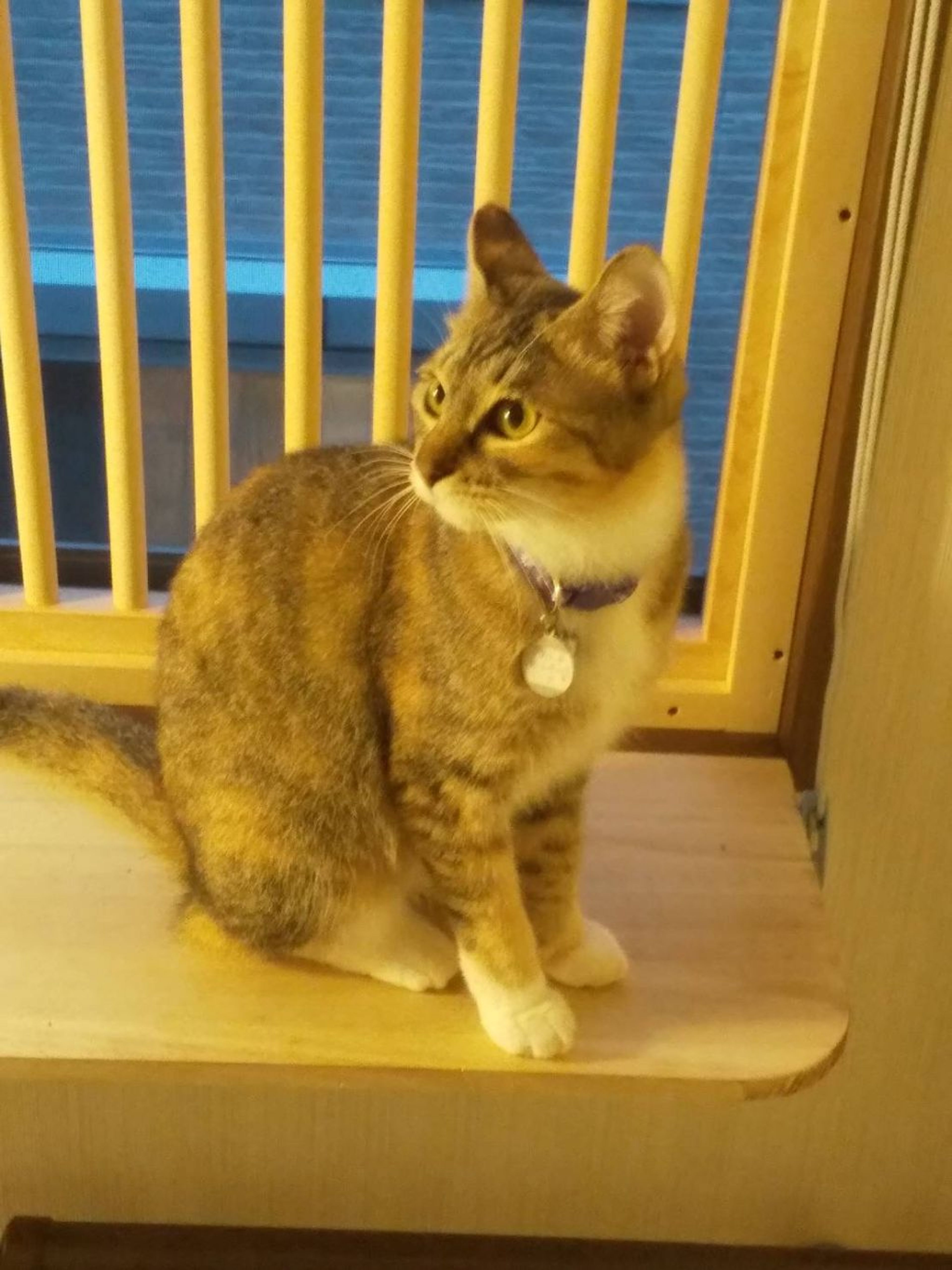 pet-image-3