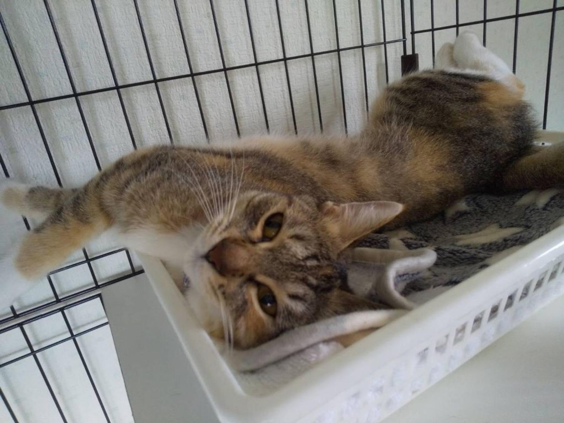 pet-image-5