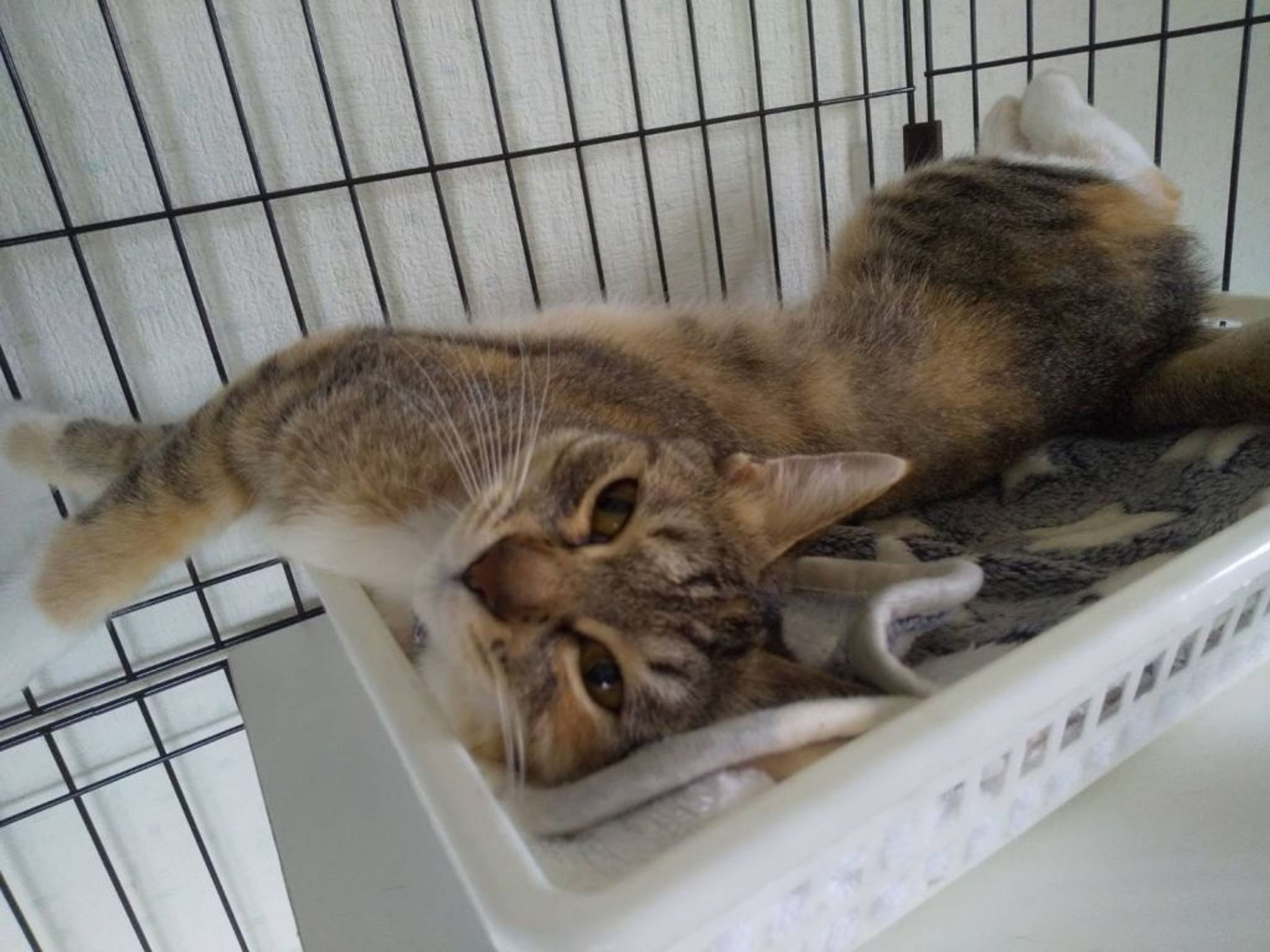 pet-image-5