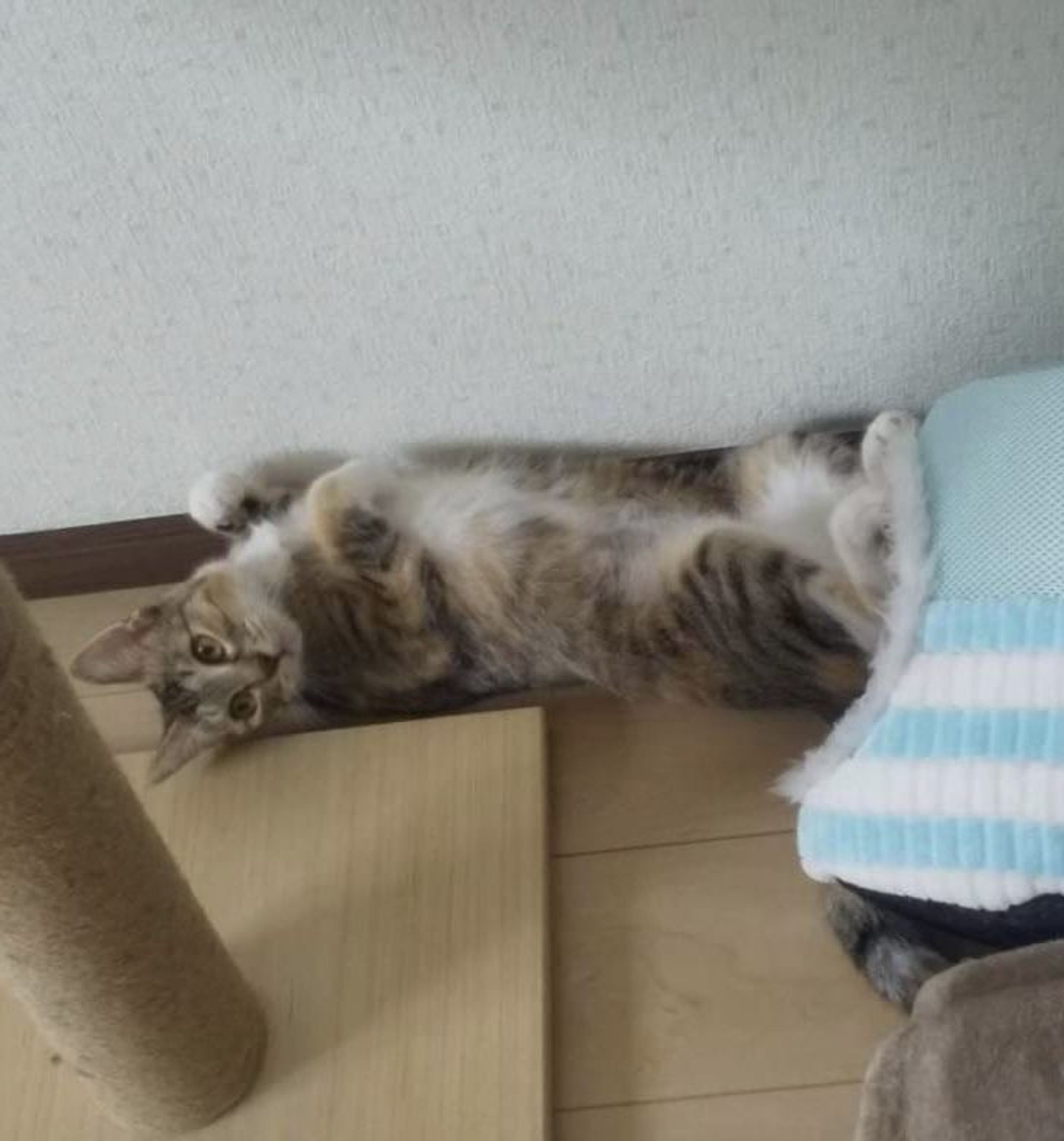 pet-image-2