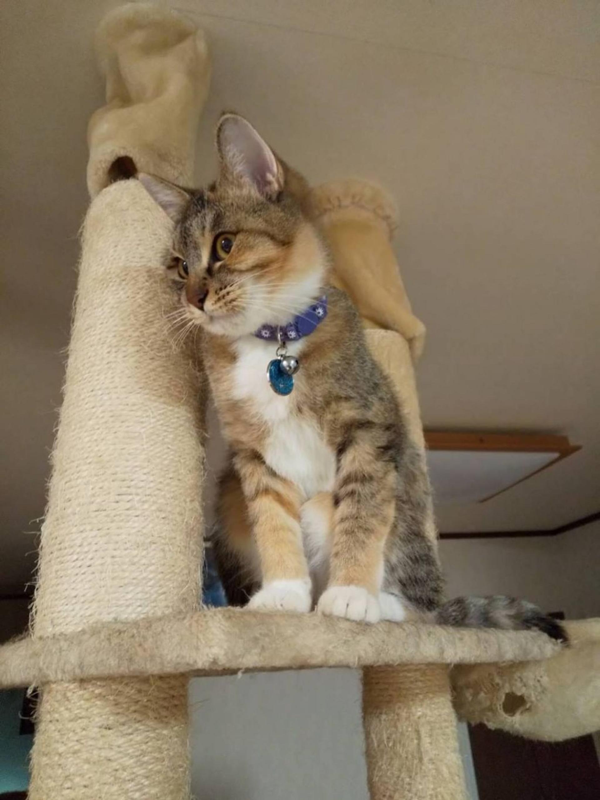 pet-image-4